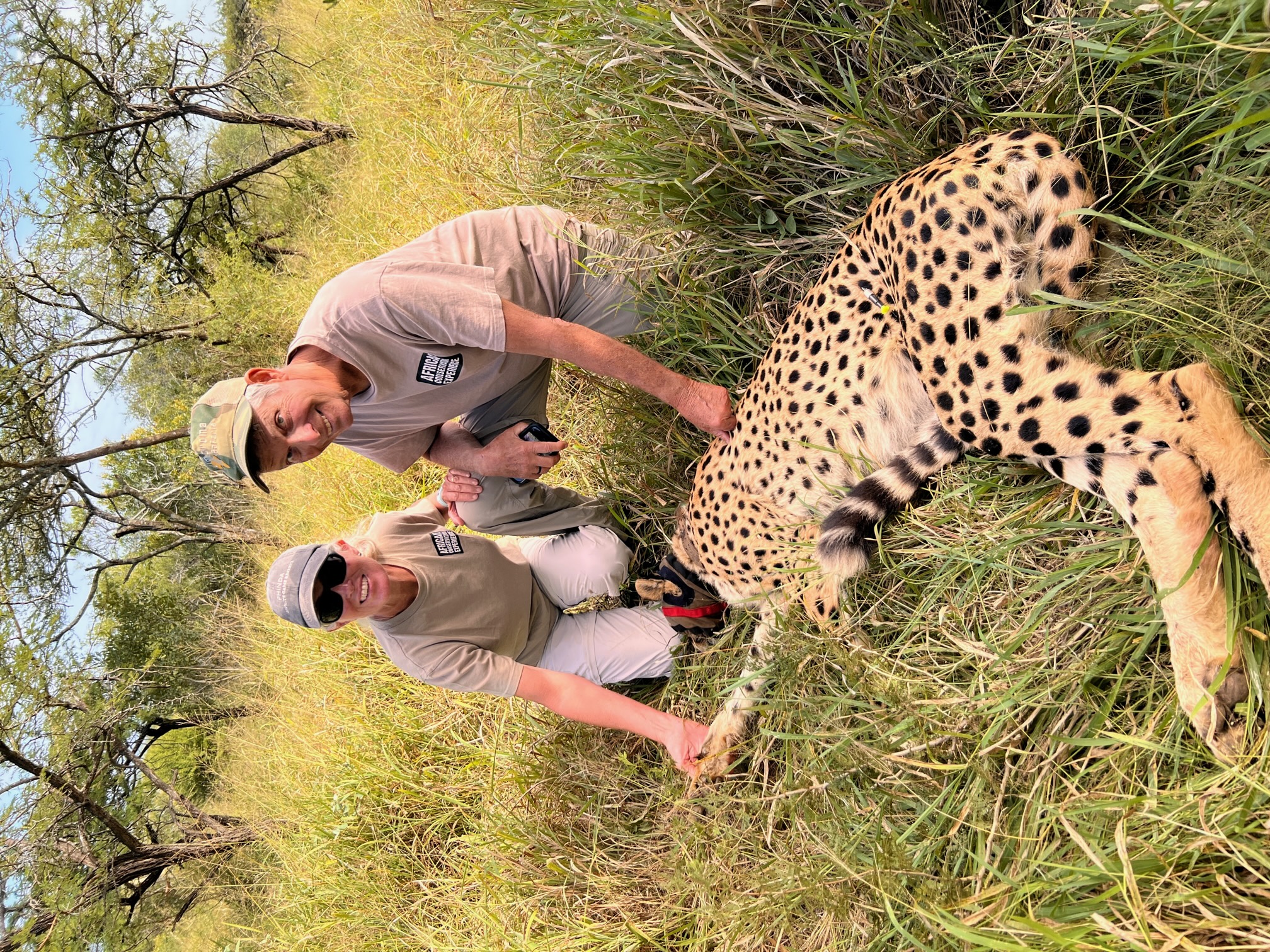 Sabbatical programs - Sabbatical & Career Breaks - Volunteers by a sedated cheetah