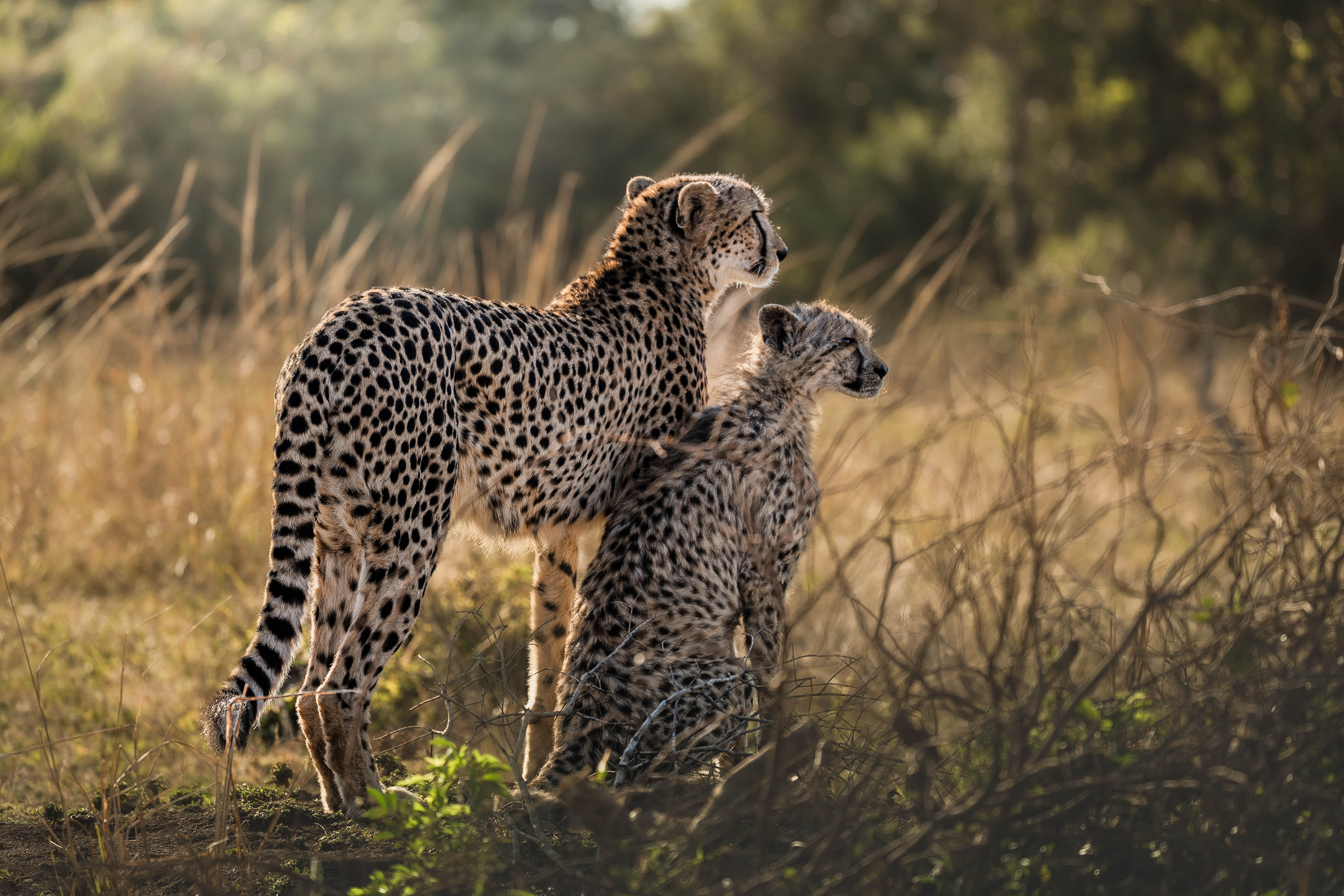 The Three Frontiers Conservation Experience - mother and baby cheetah looking out over the bush