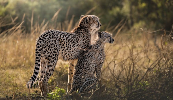 The Three Frontiers Conservation Experience - mother and baby cheetah looking out over the bush