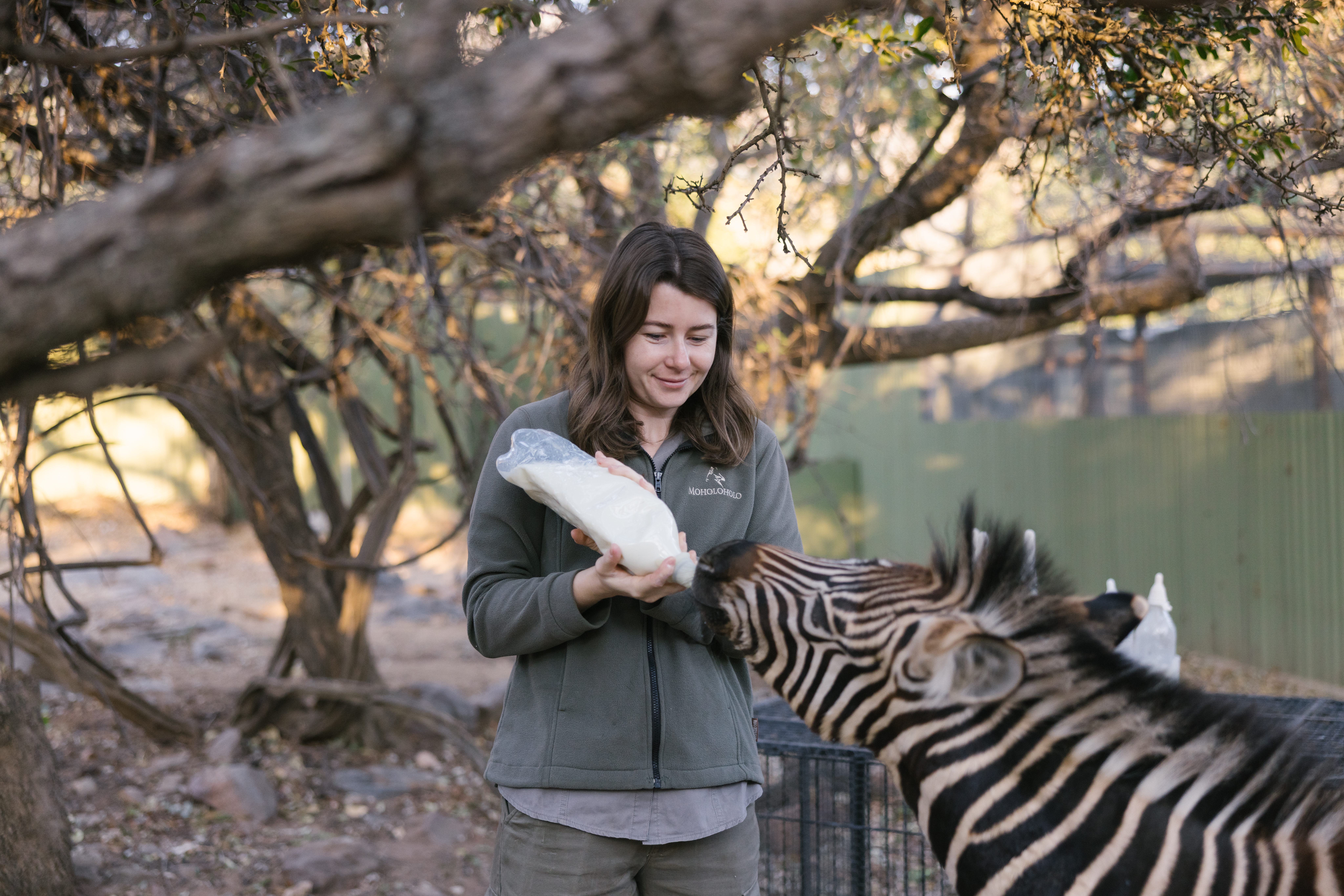 The Three Frontiers Conservation Experience - volunteer feeding a baby zebra