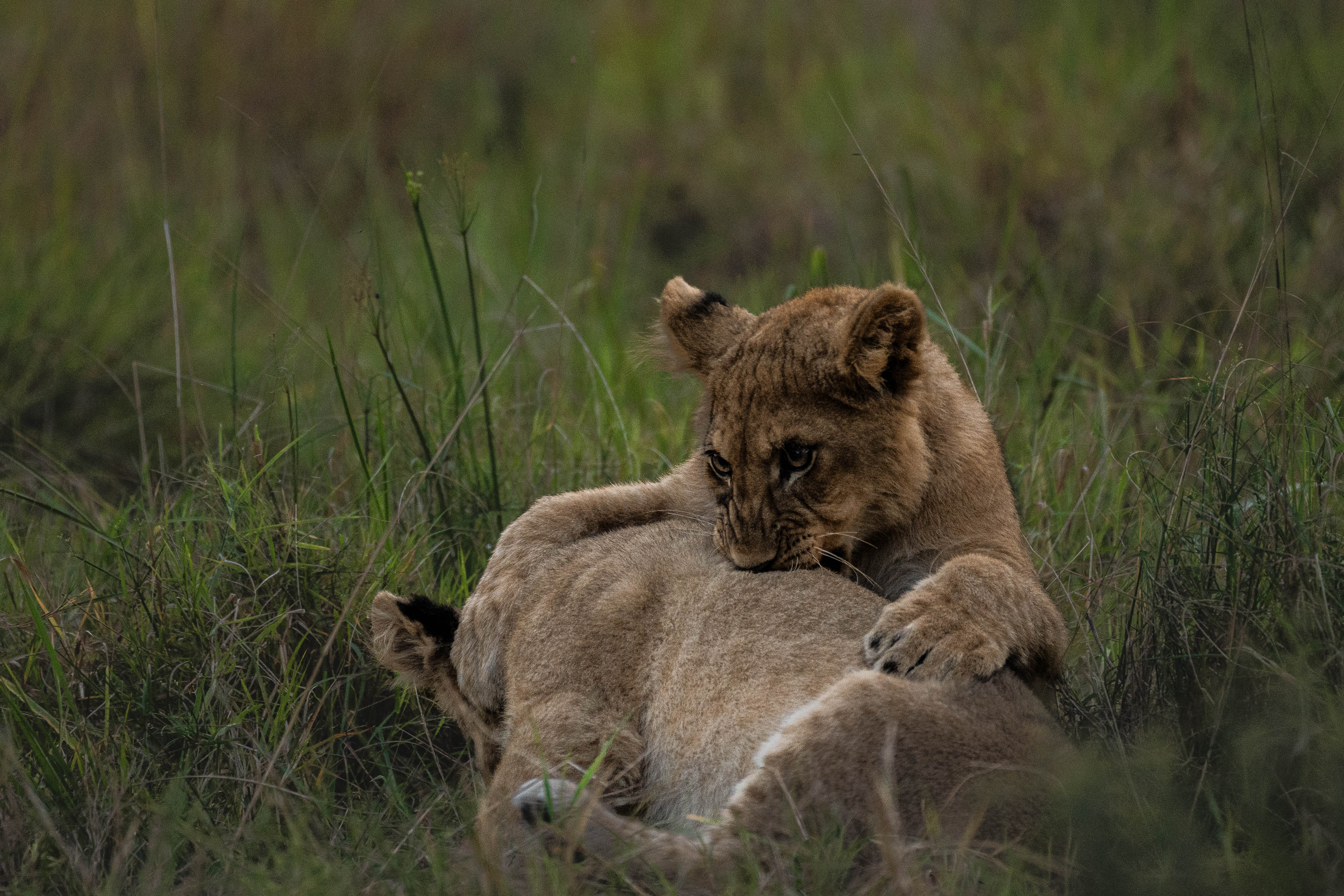 Sabbatical programs - Sabbatical & Career Breaks - Lion cubs at Phinda Wildlife Research Project