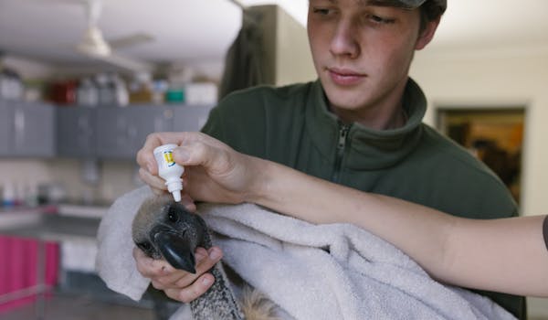 Veterinary Field Trip - student holding a vulture whilst it is given eye drops