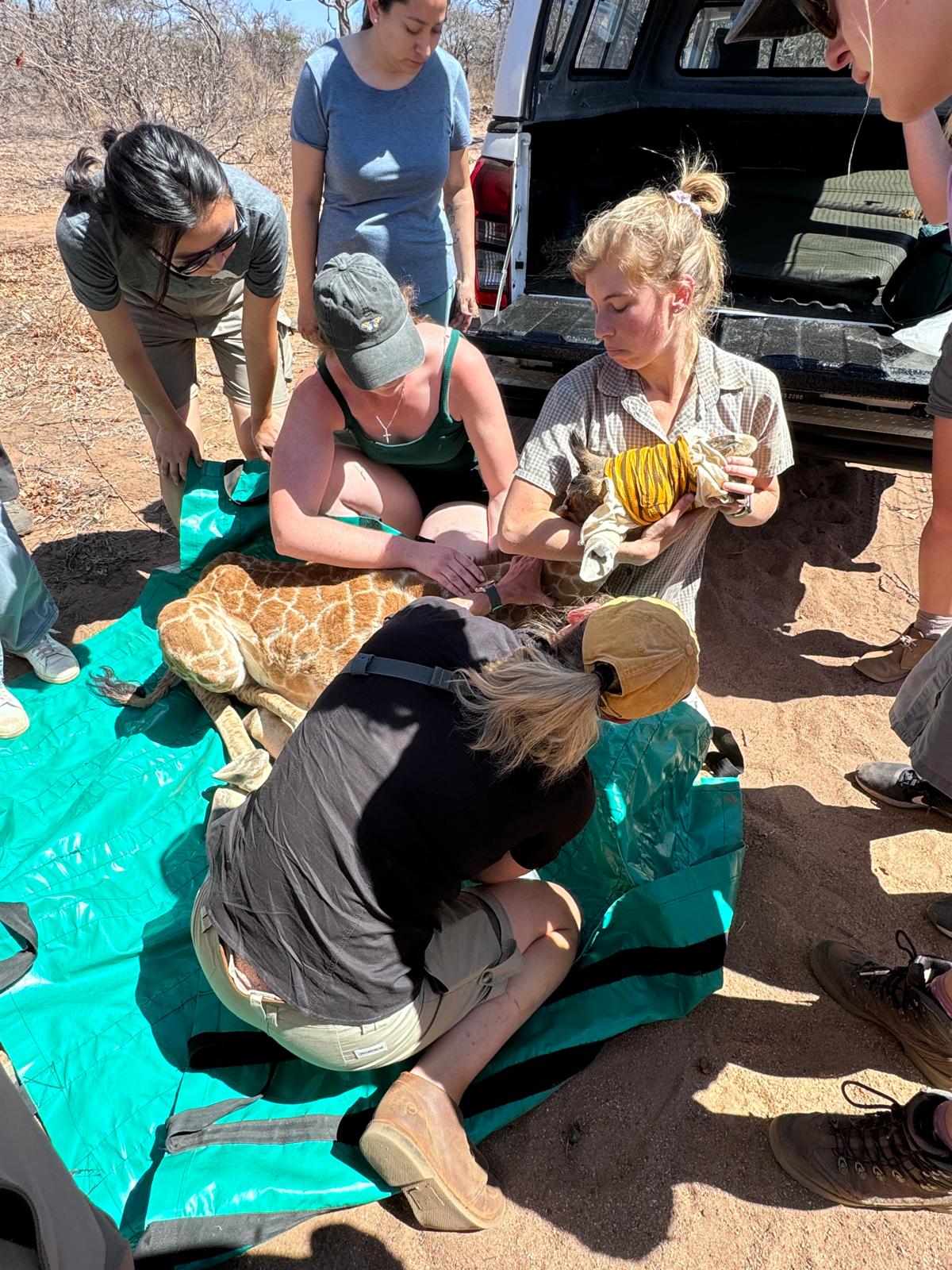 Veterinary Field Trip - group helping the vet work on a sedated giraffe