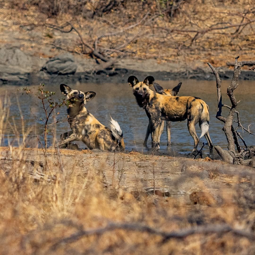 New Horizons Sabbatical - wild dogs close up