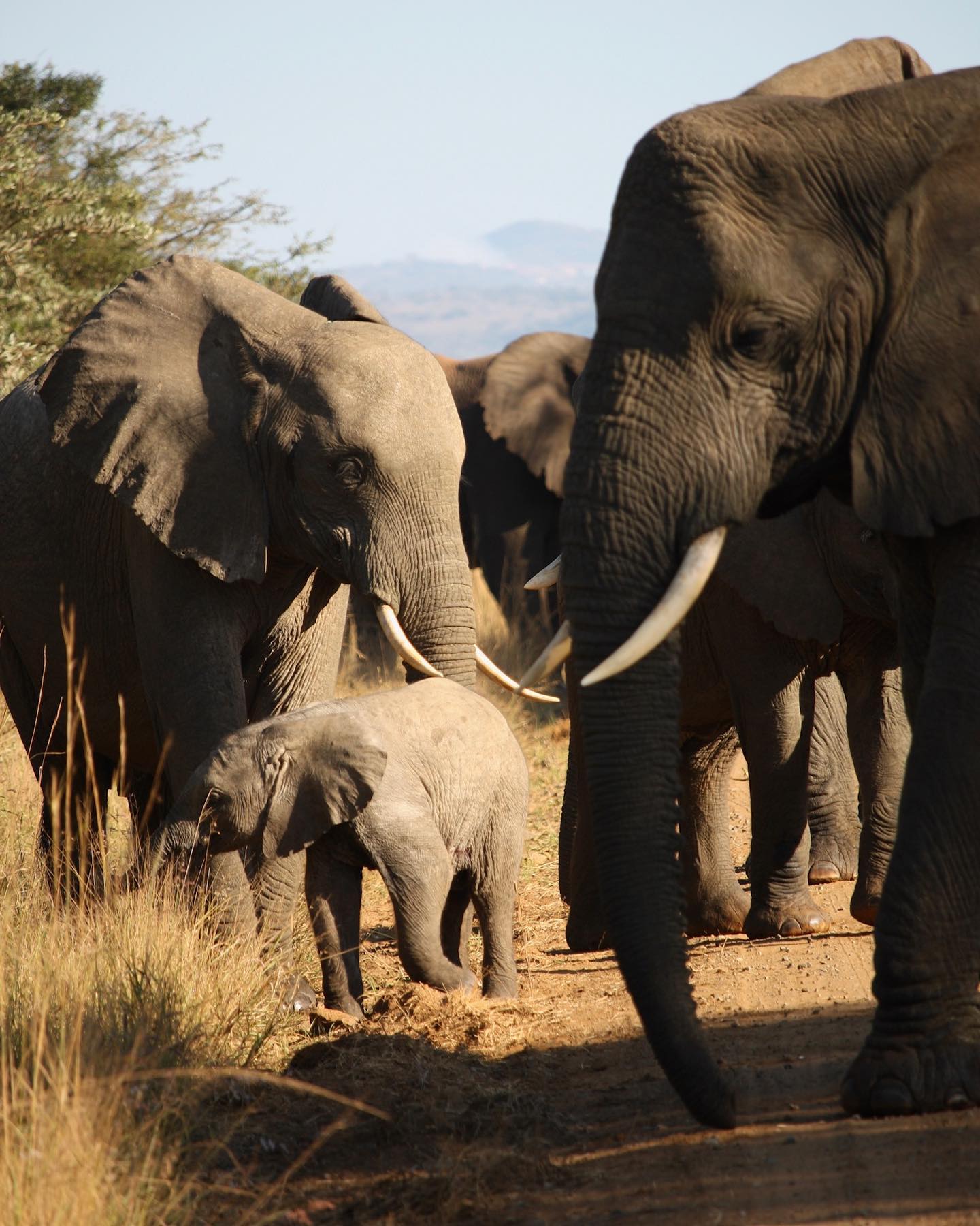 The Three Frontiers Conservation Experience - a herd of elephants close up