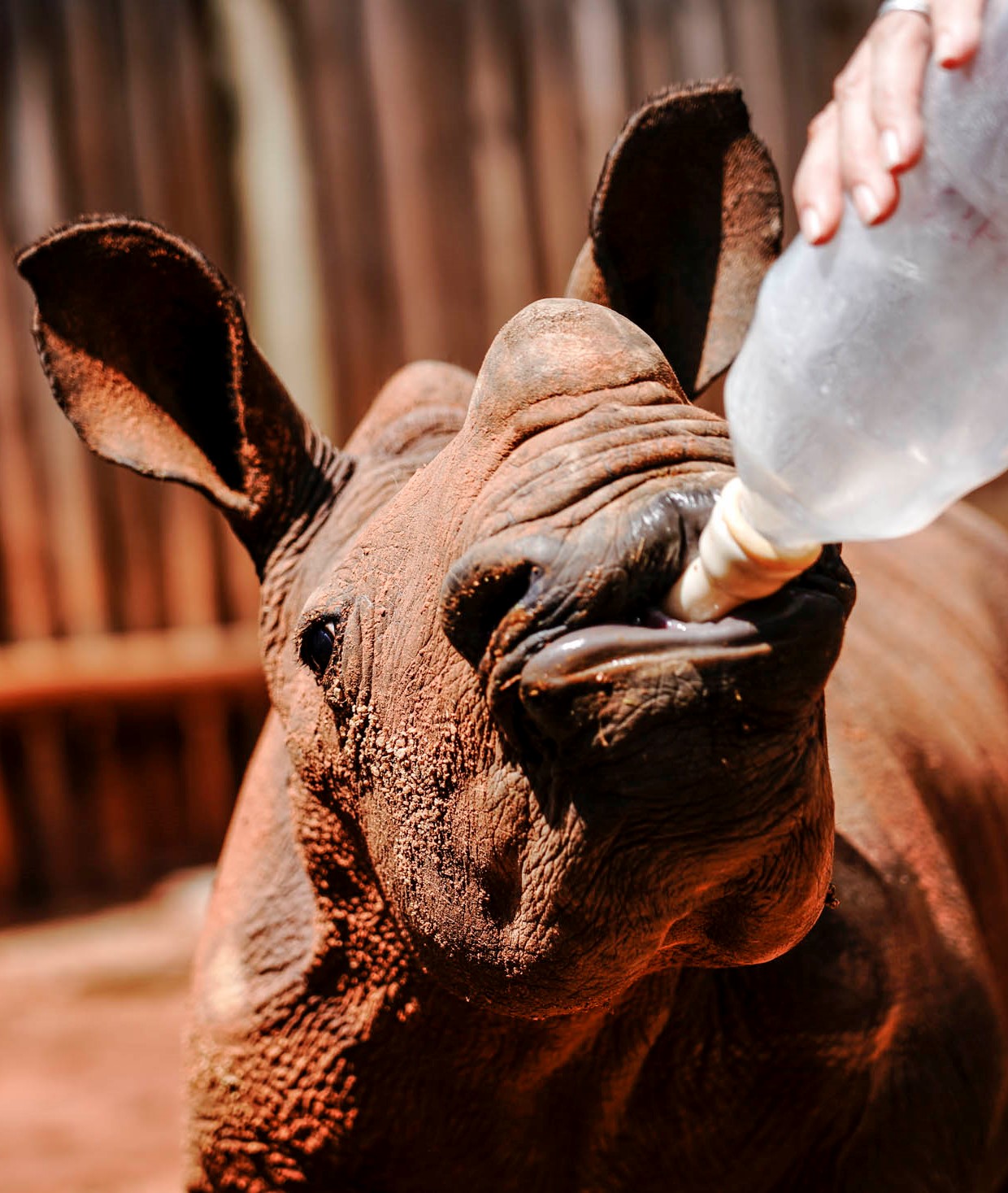 Best volunteer abroad programs - Recommended volunteer experiences - Bottle feeding a rhino