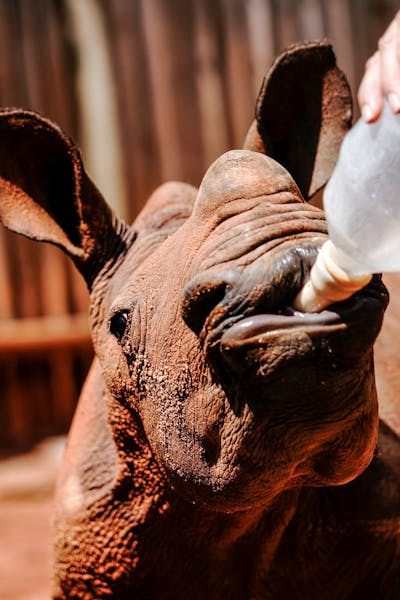 Best volunteer abroad programs - Recommended volunteer experiences - Bottle feeding a rhino