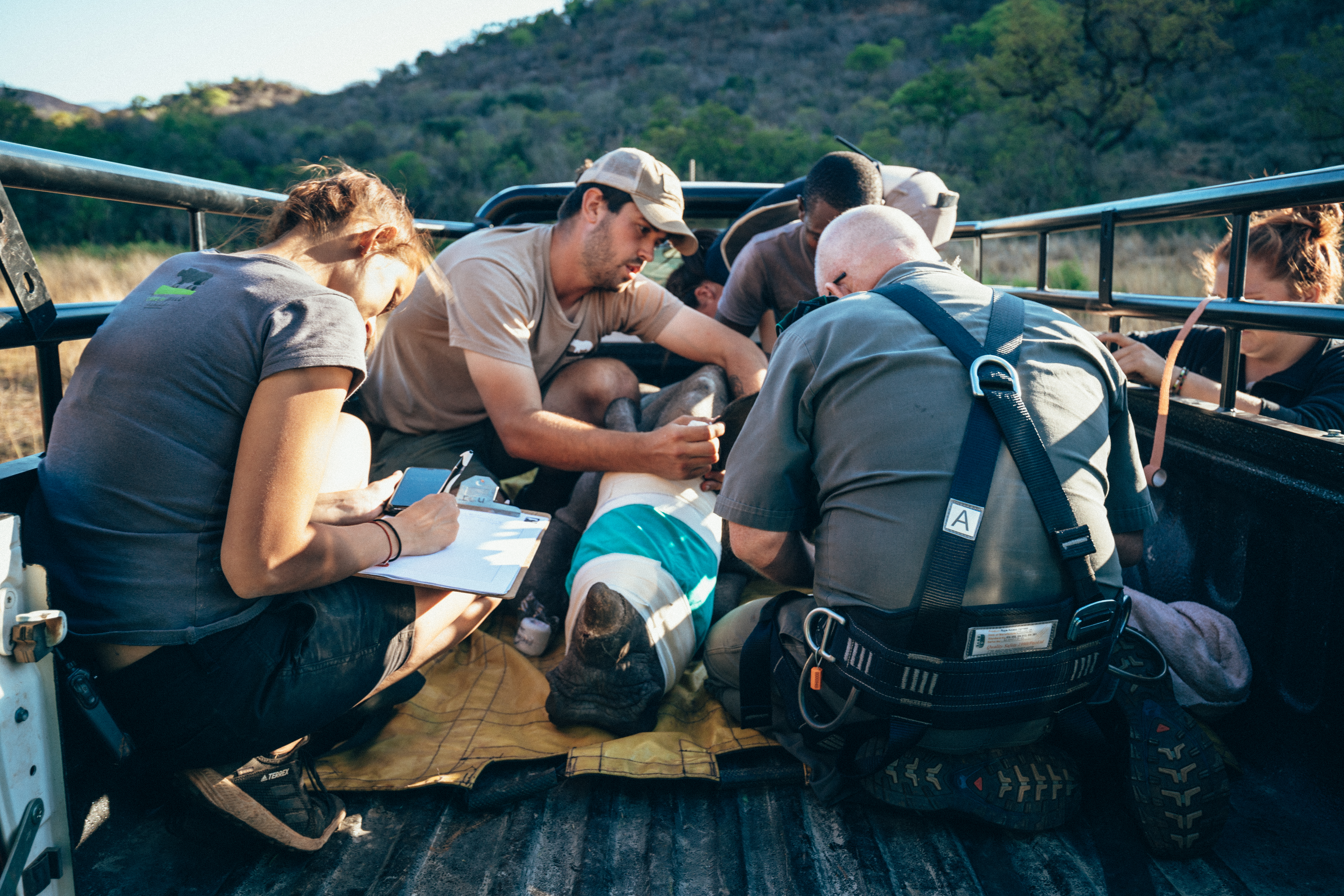 Rhino Conservation Adventure - injured rhino being looked after by the vet 