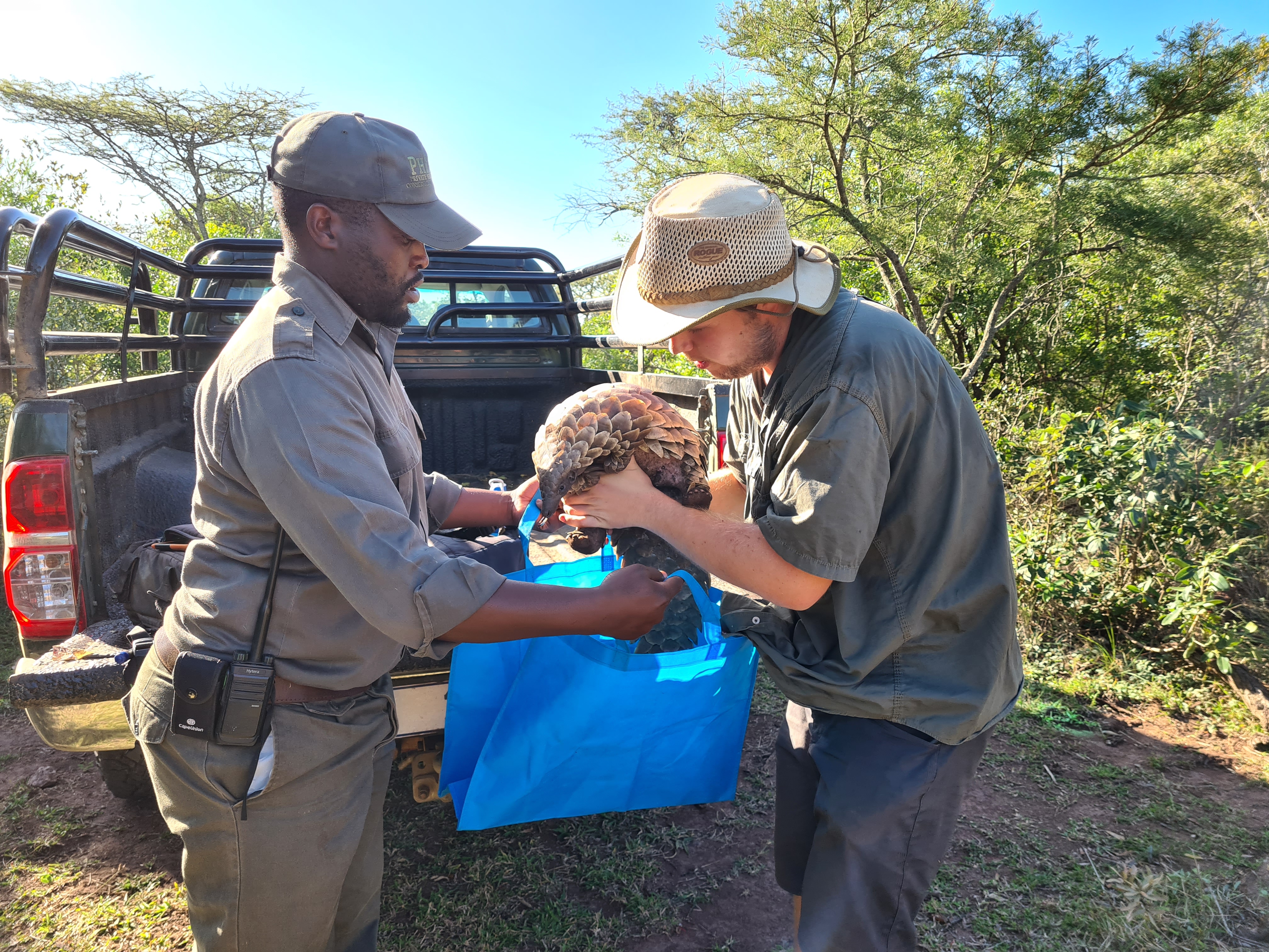 Best volunteer abroad programs - Recommended volunteer experiences - Pangolin being held by a volunteer at Phinda Wildlife Research Project