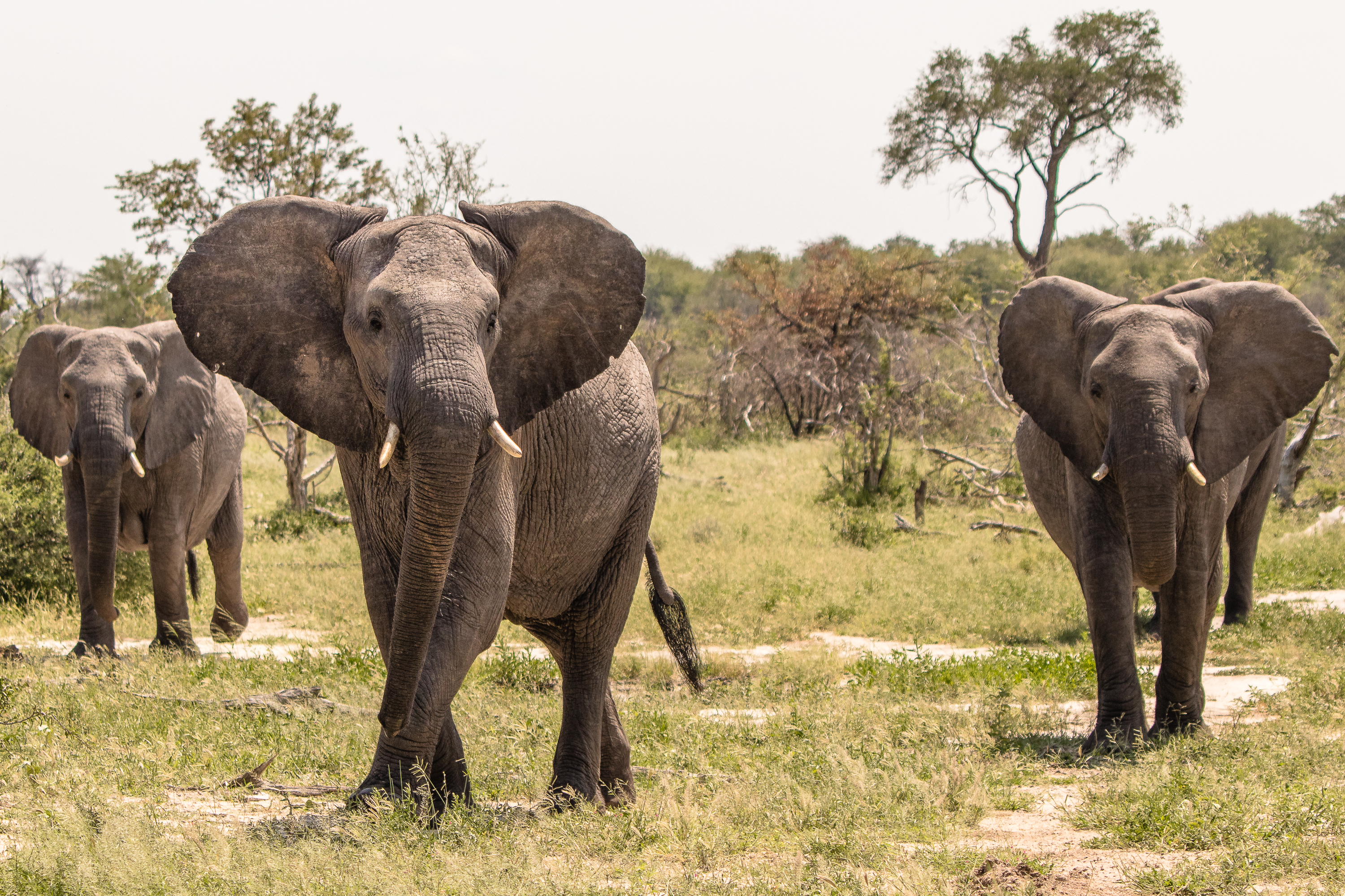 Best volunteer abroad programs - Recommended volunteer experiences - Elephants at the Okavango Wilderness Project