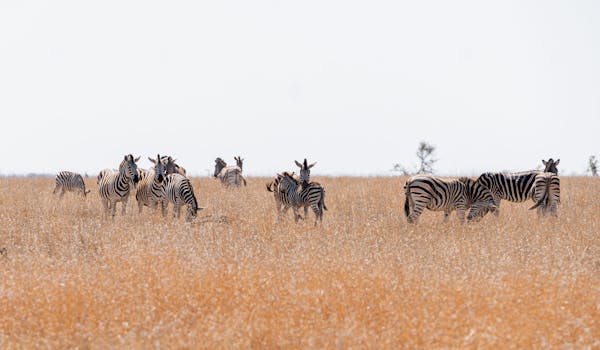 The Three Frontiers Wildlife Experience - a dazzle of zebra in the long grass