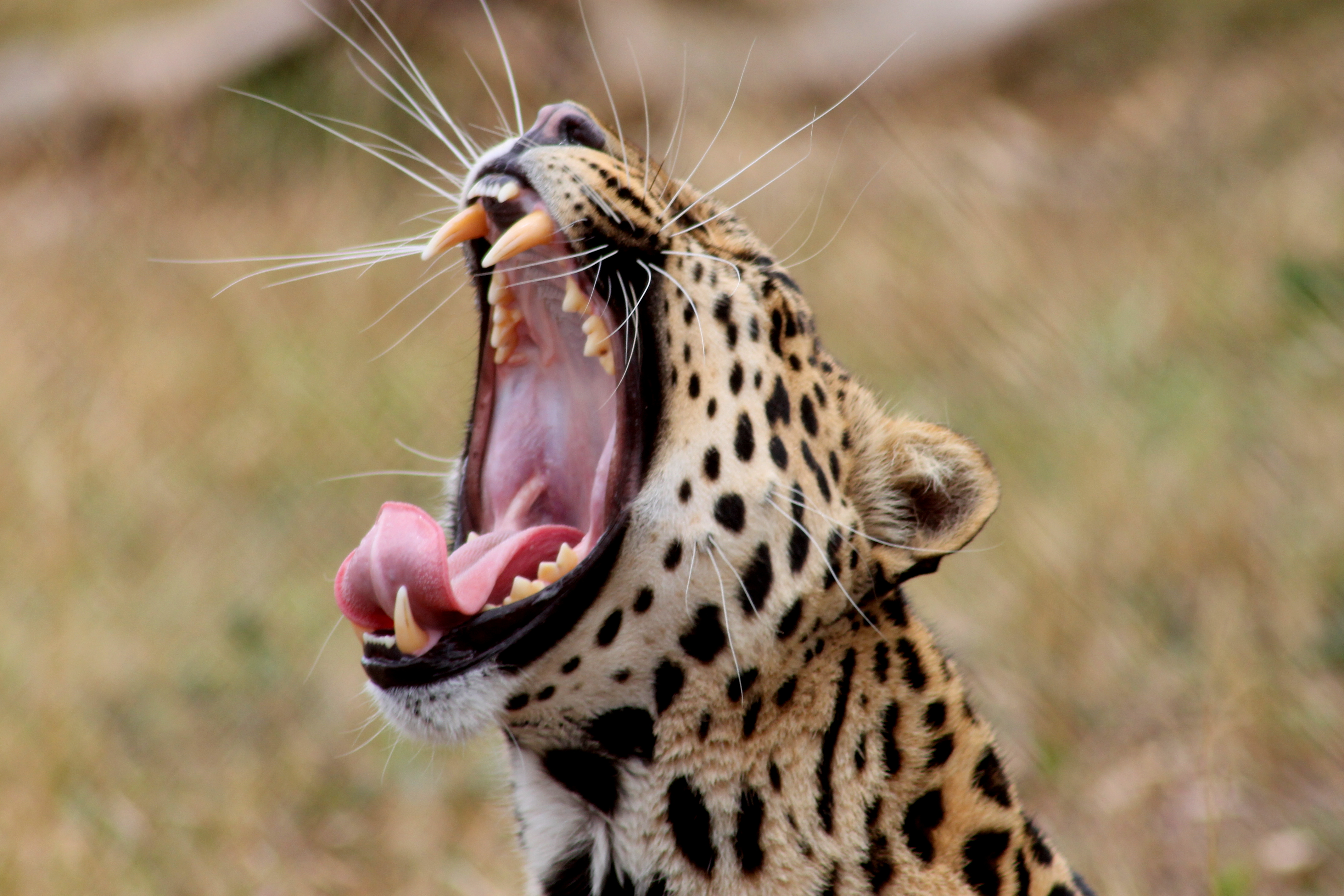 Conservation internships - Study & Career Programs - Close up of a leopard