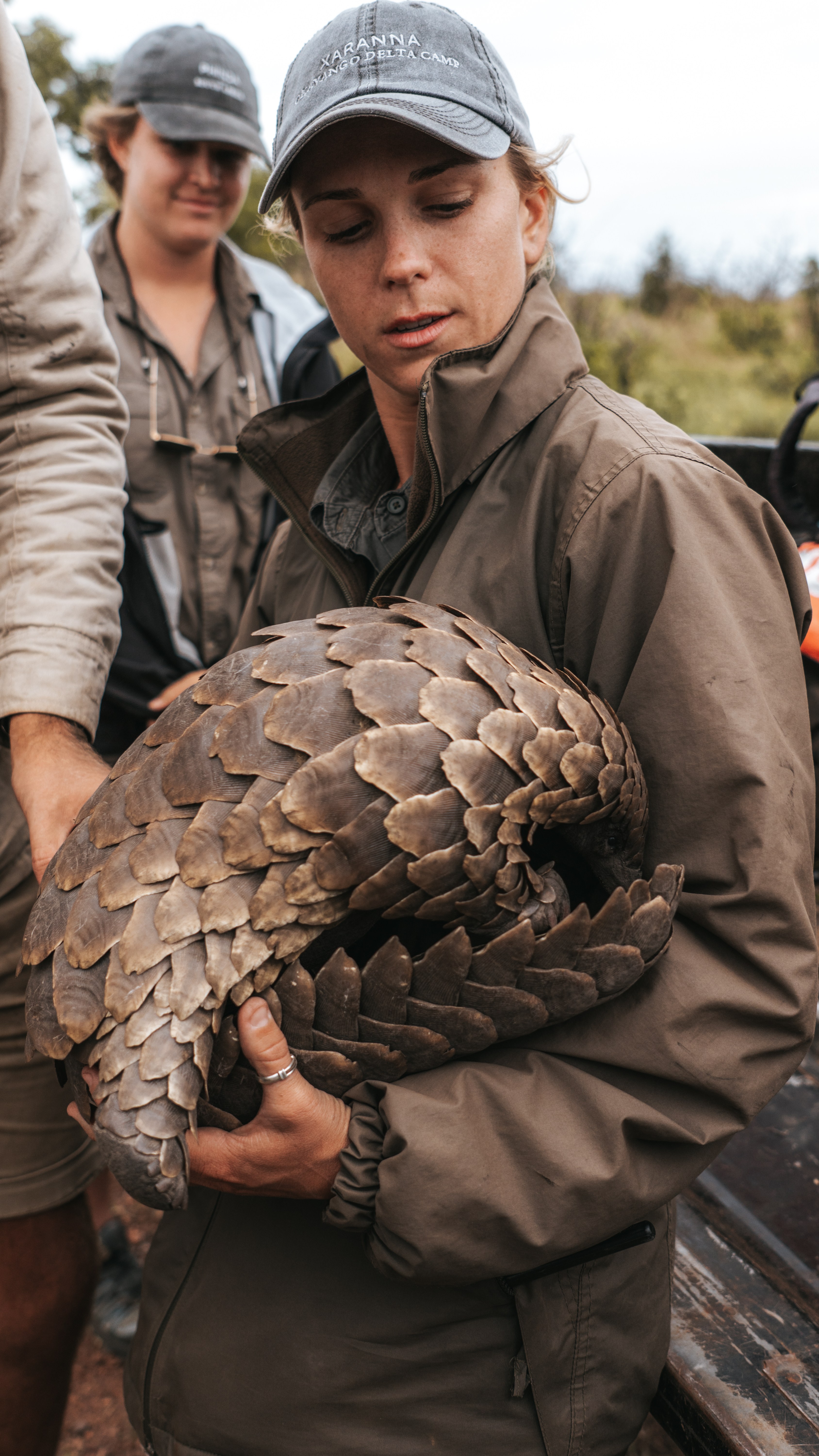Conservation internships - Study & Career Programs - Pangolin work at Phinda Wildlife Research Project