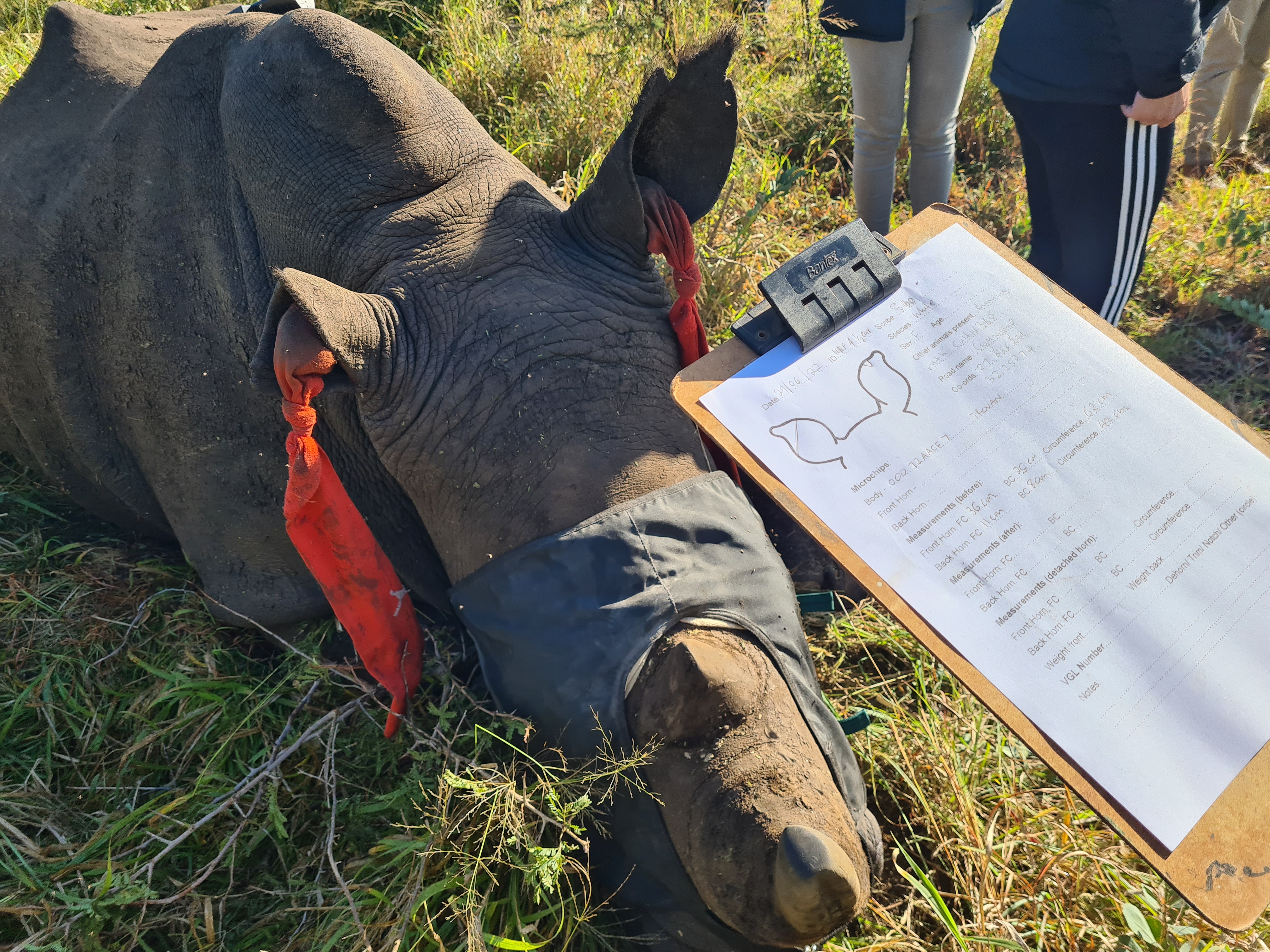 Conservation research internships - Research & Management Internships - Rhino Horn Trimming Data
