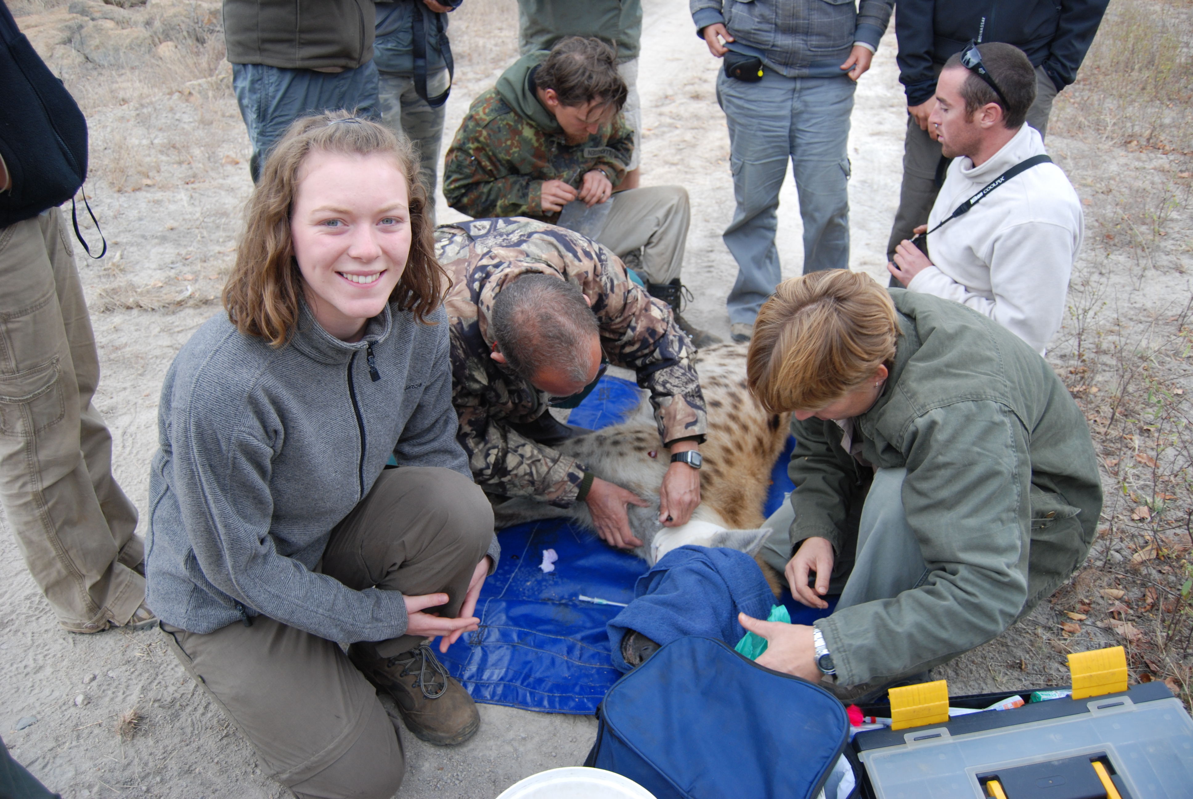 EMS Abroad - EMS Vet Placement - Vet student working with sedated hyena