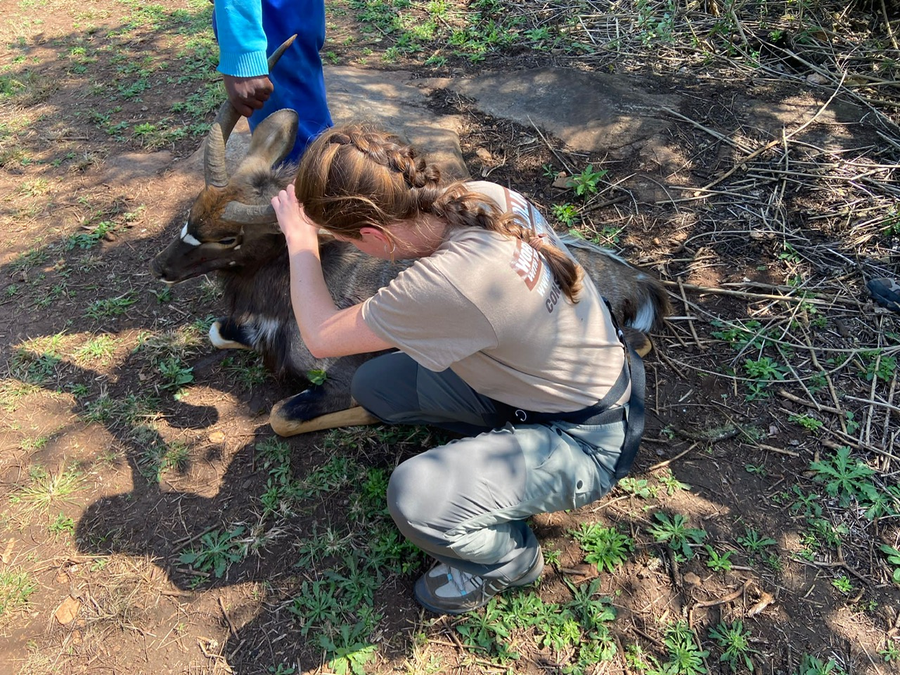 EMS Abroad - EMS Vet Placement - Student working with sedated antelope