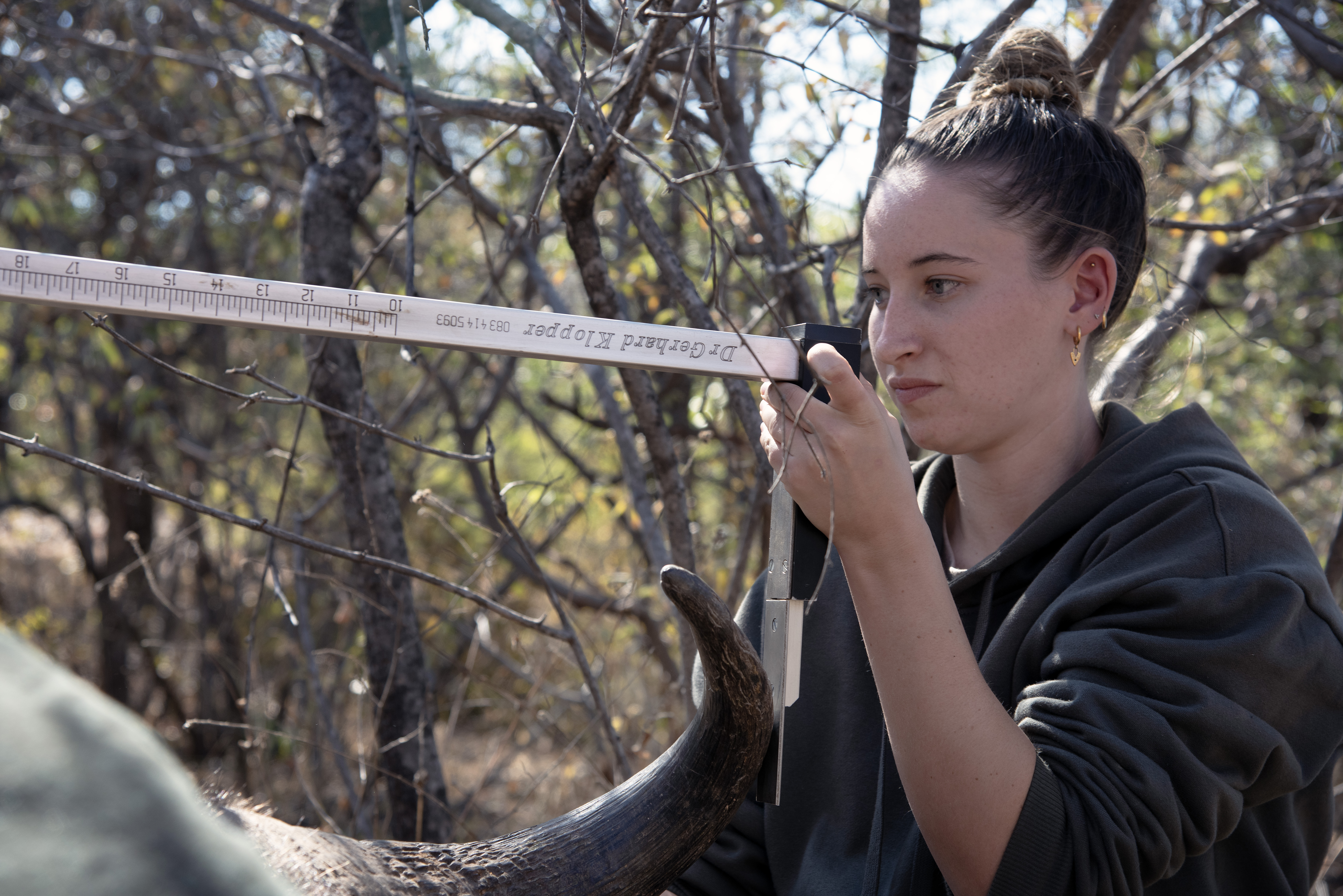 EMS Abroad - EMS Vet Placement - Vet student measuring sedated buffalo