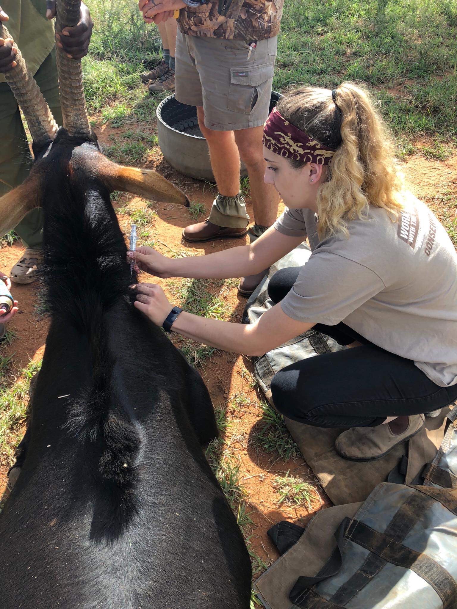 EMS Abroad - EMS Vet Placement - Vet student working with sedated antelope