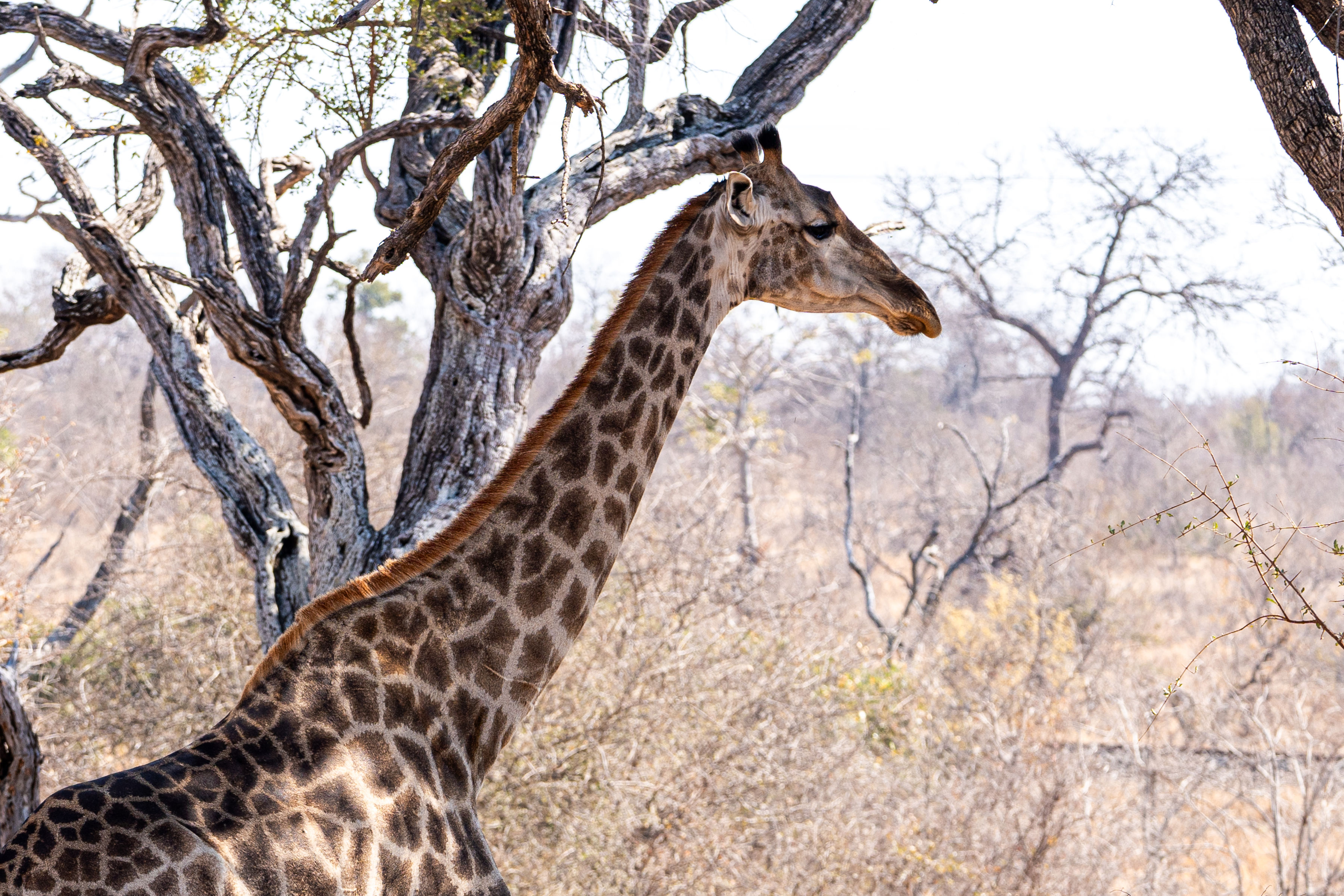 EMS Abroad - EMS Vet Placement - Giraffe close up at Vikela Kruger Conservation Experience