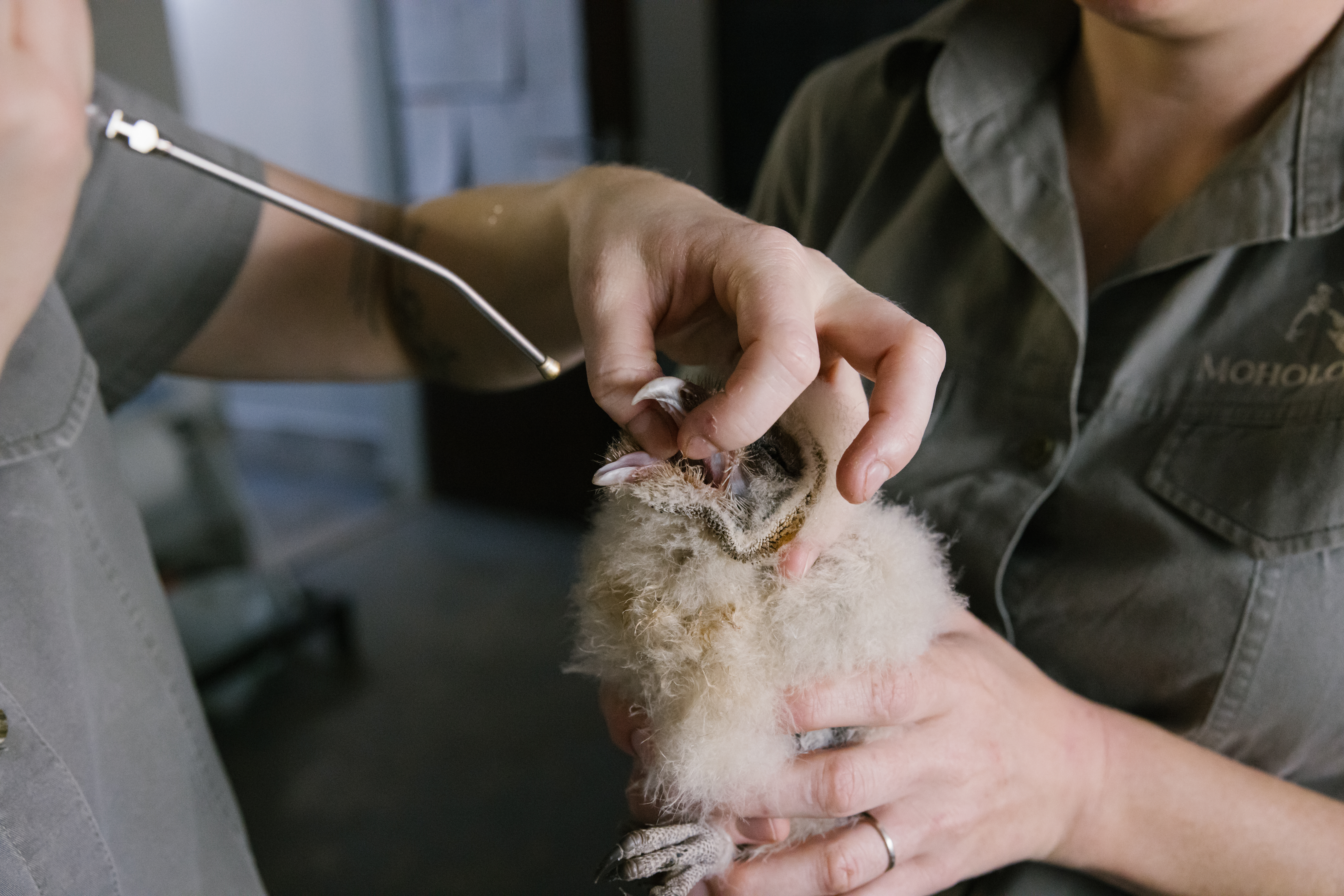 Wildlife vet internship - Veterinary Sciences - Veterinary procedure