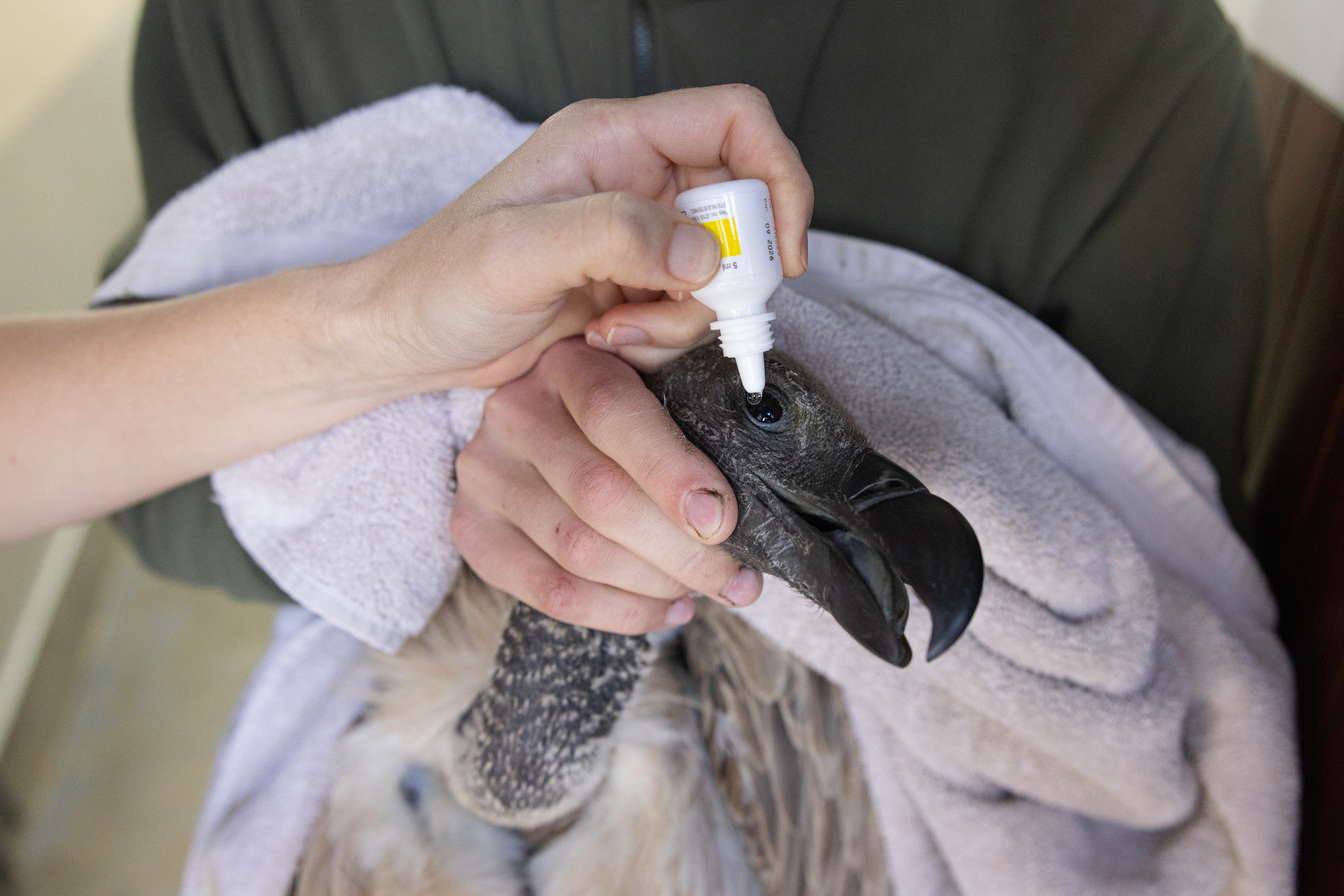Wildlife vet internship - Veterinary Sciences - Veterinary procedure on a vulture