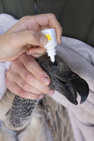 Wildlife vet internship - Veterinary Sciences - Veterinary procedure on a vulture