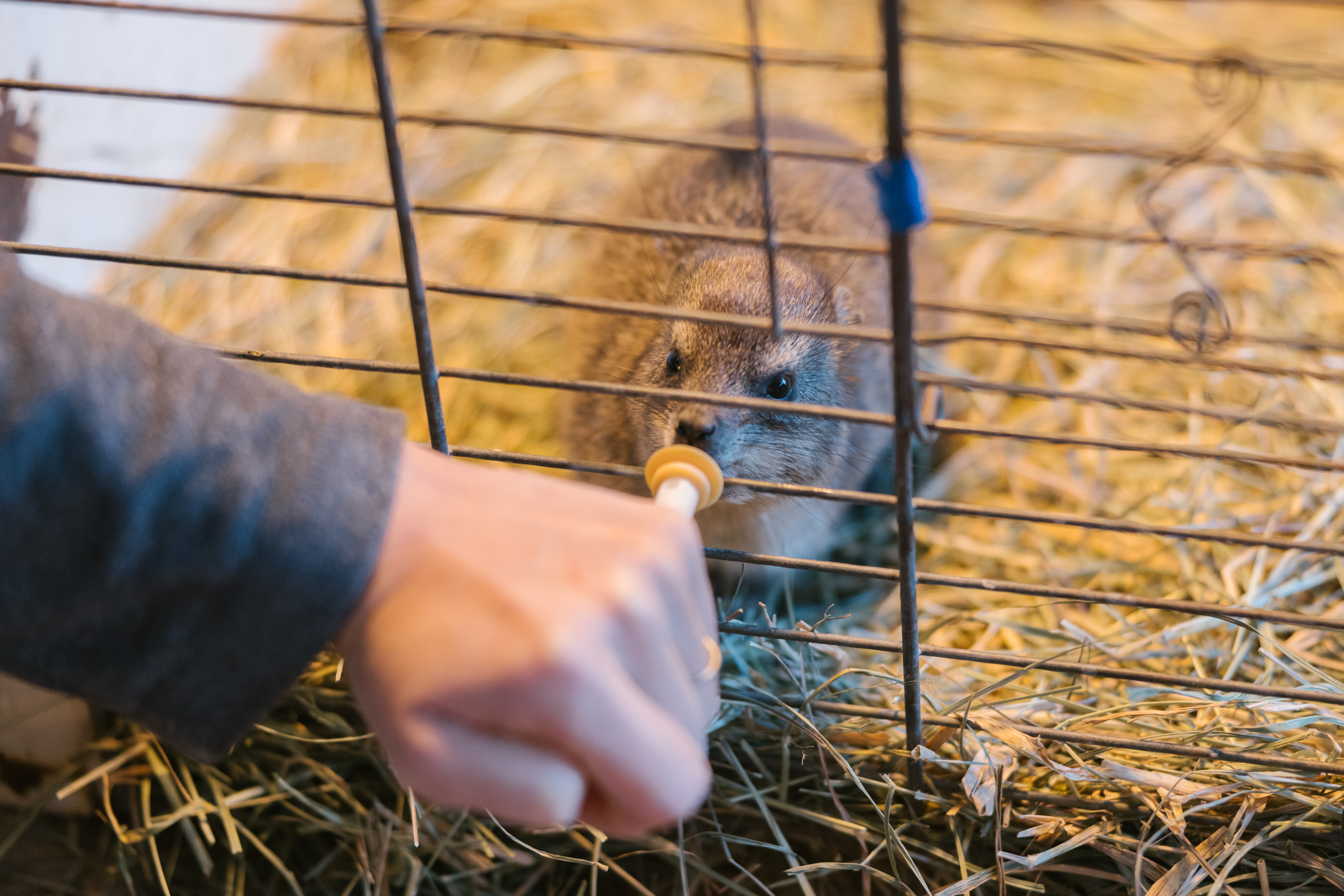 Wildlife vet internship - Veterinary Sciences - Moholoholo Wildlife Rehabilitation Centre