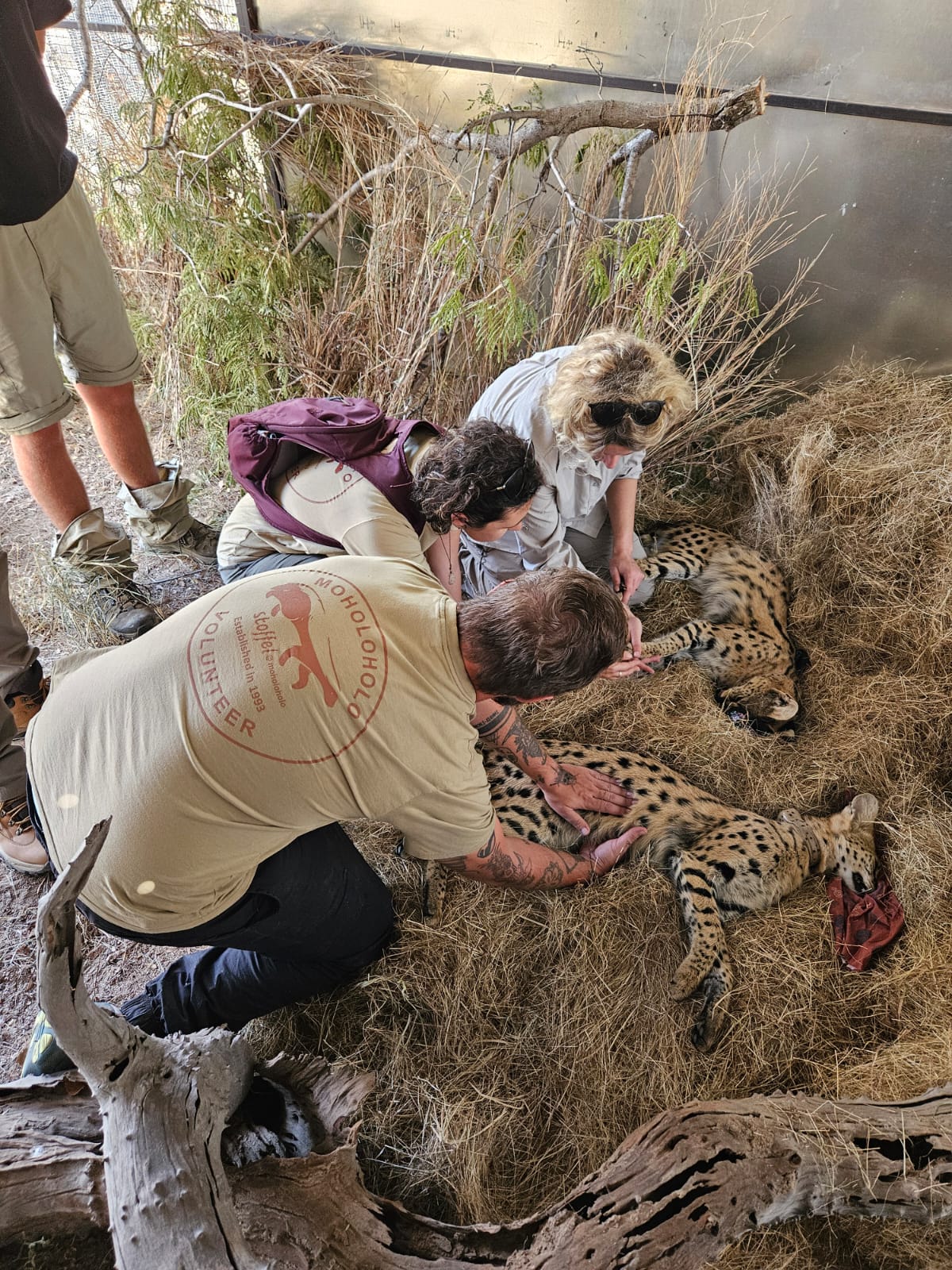 Wildlife vet internship - Veterinary Sciences - Moholoholo Wildlife Rehabilitation Centre