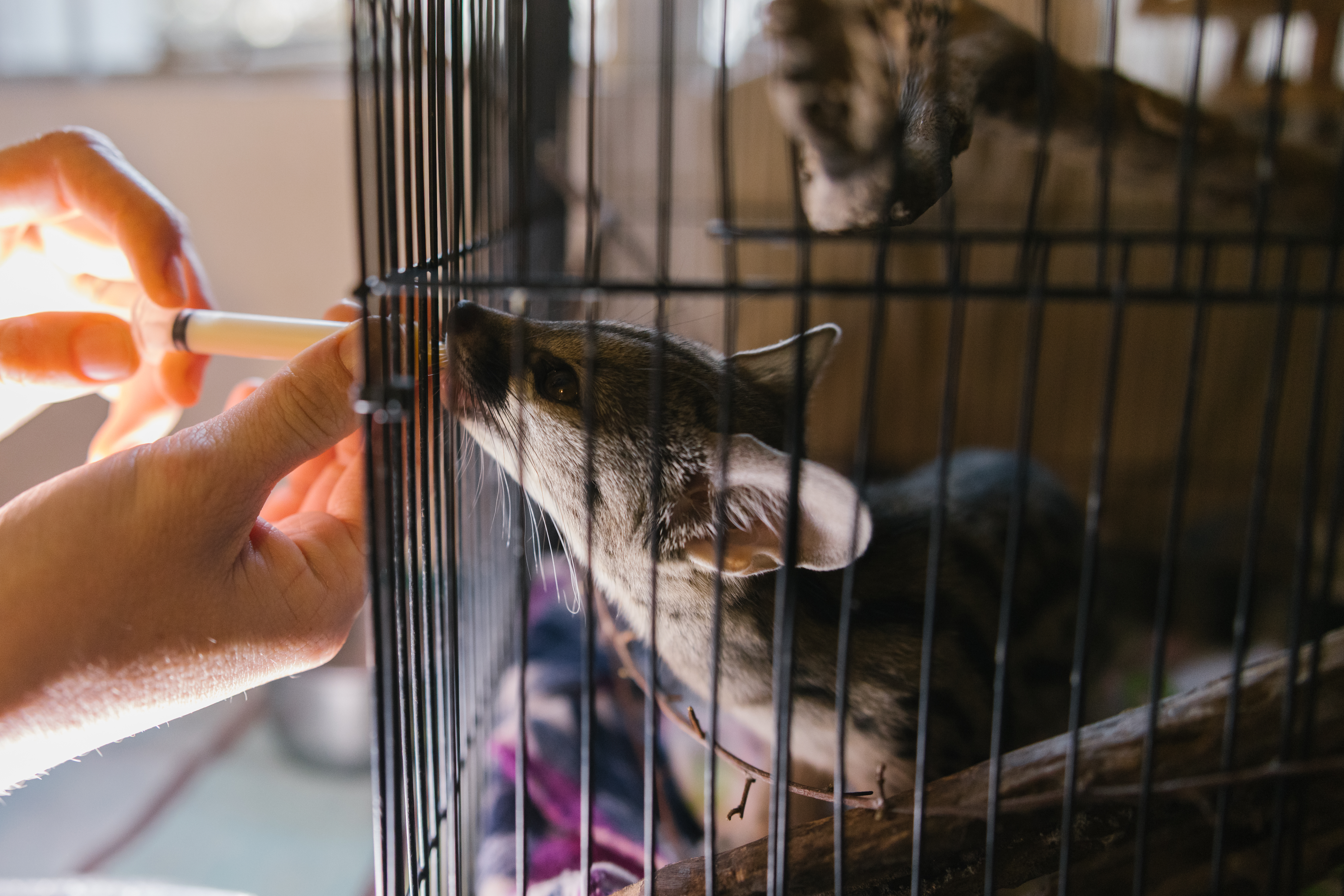 Wildlife vet internship - Veterinary Sciences - Moholoholo Wildlife Rehabilitation Centre