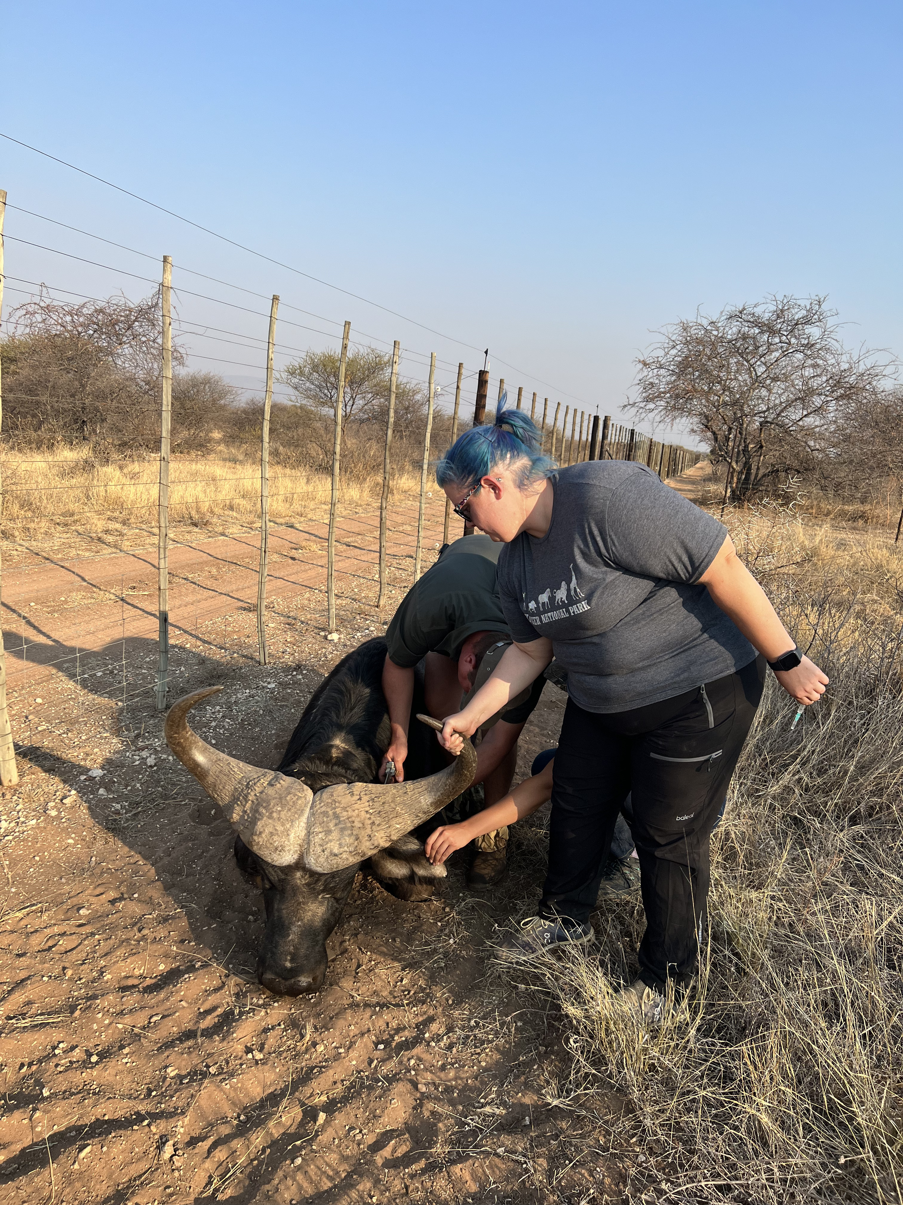 Wildlife vet internship - Veterinary Sciences - Buffalo Monitoring