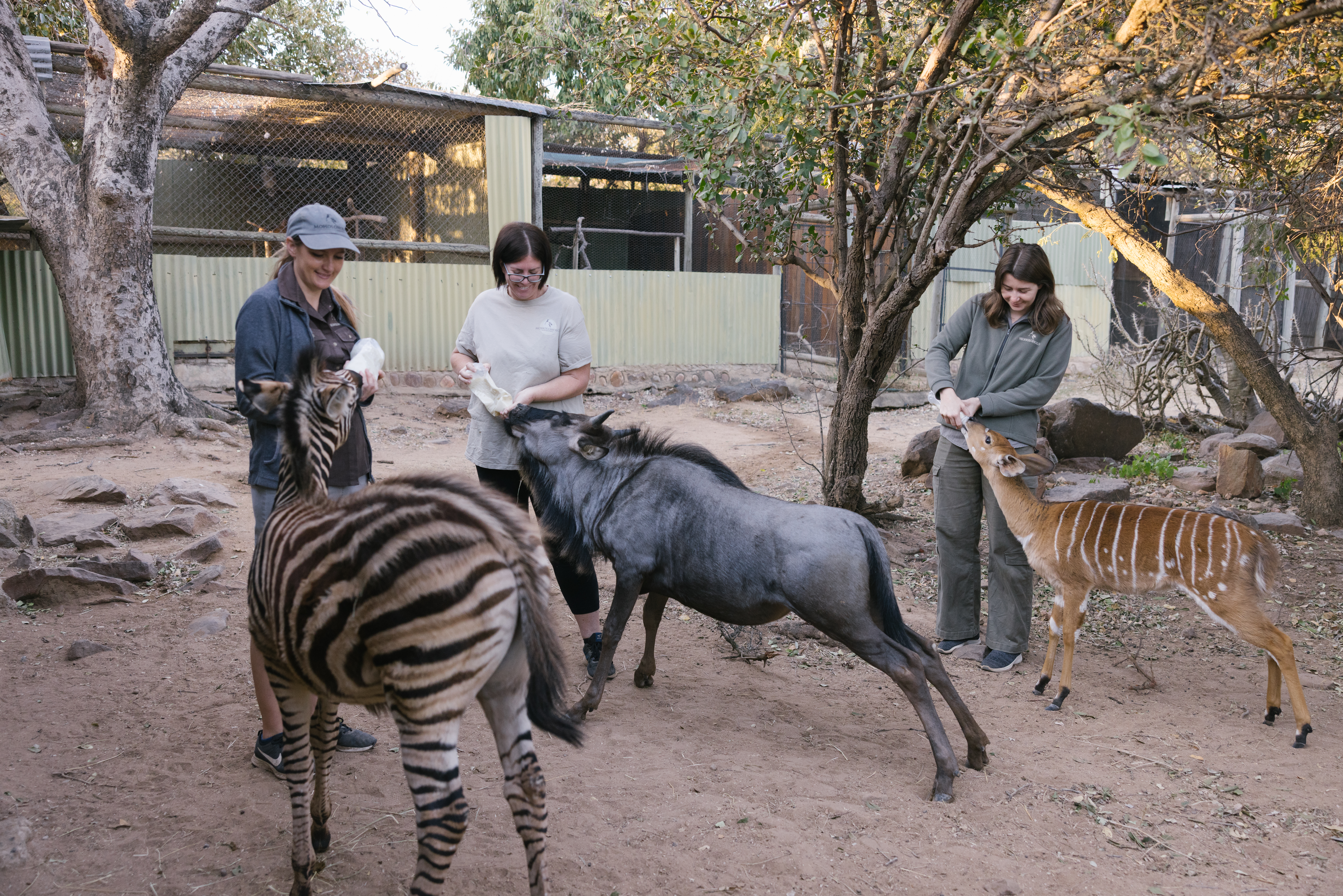 African wildlife adventures - Longer African wildlife adventures - Bottle feeding at Moholoholo Wildlife Rehabilitation Centre