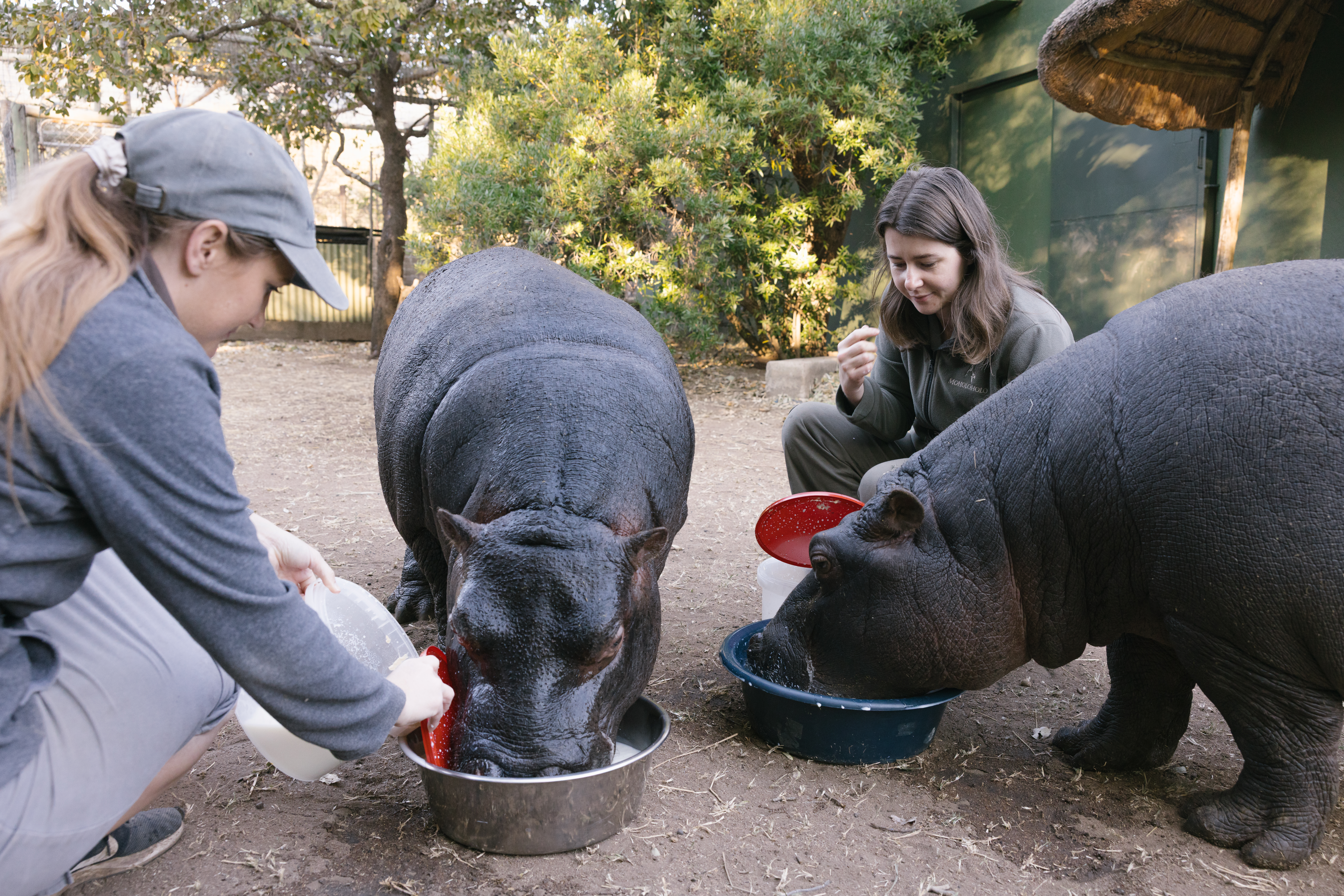 Animal care placements - Animal care placements - Hippos being fed by students at Moholoholo Wildlife Rehabilitation Centre