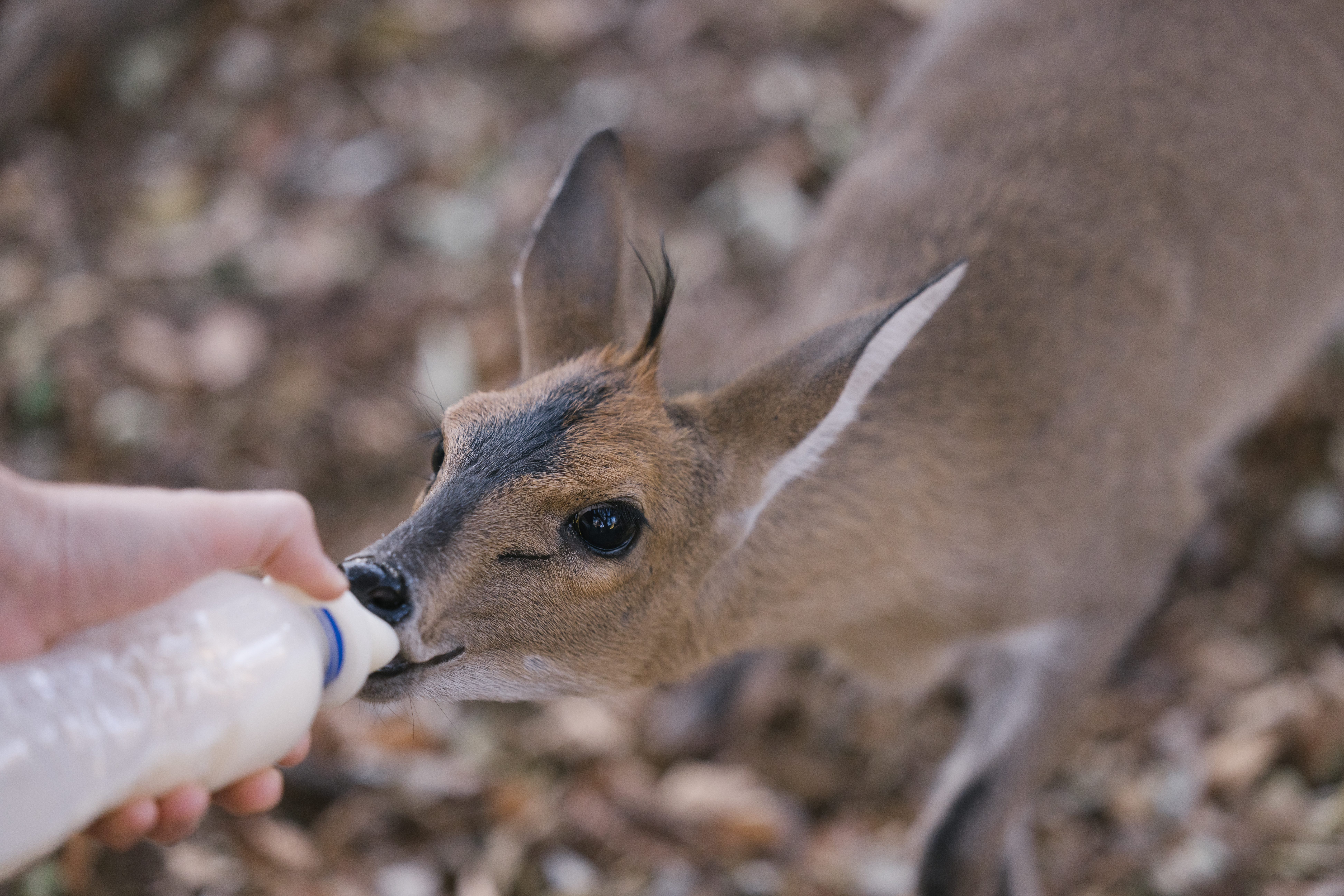 Animal care placements - Animal care placements - Bottle feeding at Moholoholo Wildlife Rehabilitation Centre
