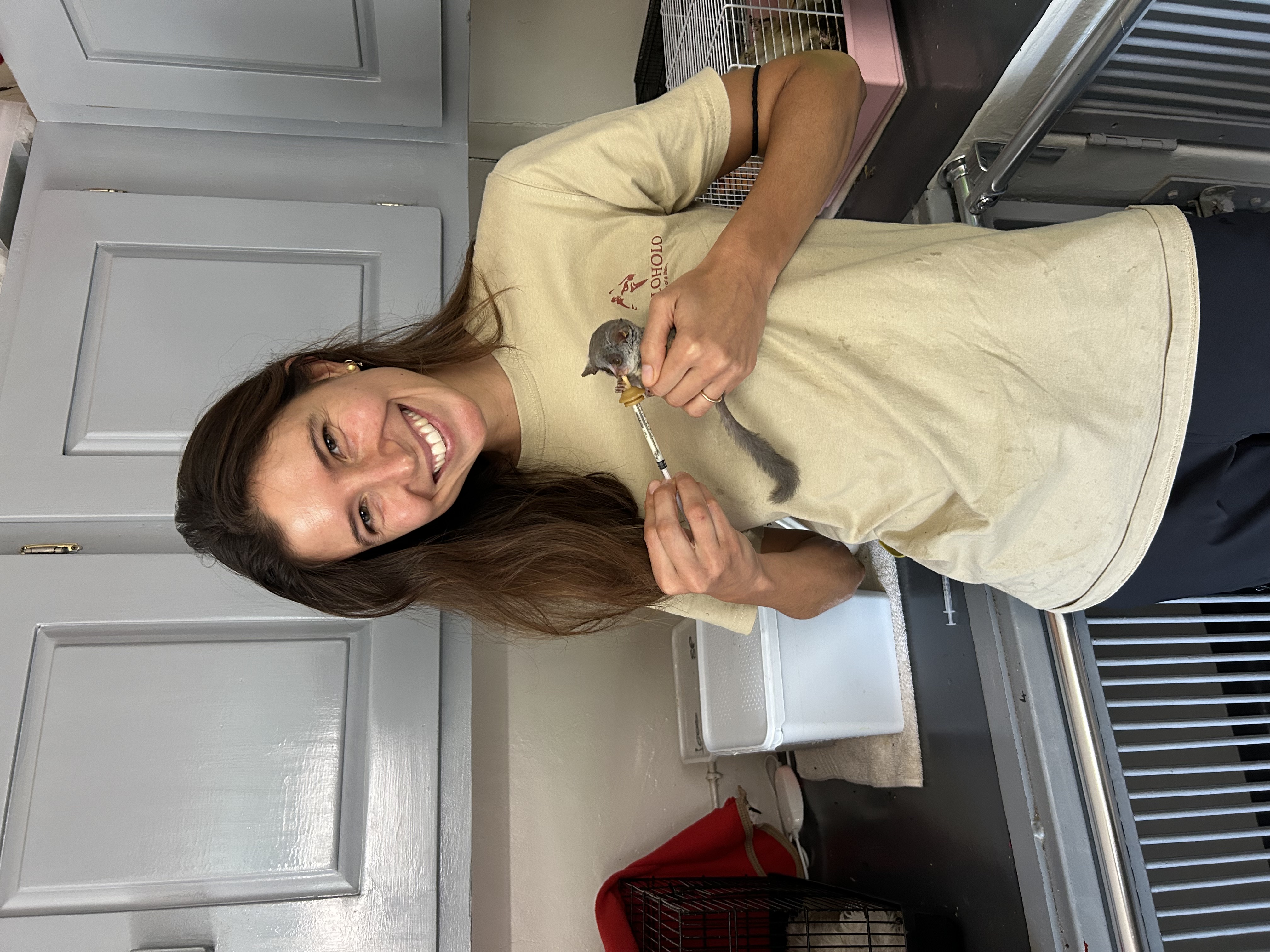 Animal care placements - Animal care placements - Bush baby being fed at Moholoholo Wildlife Rehabilitation Centre