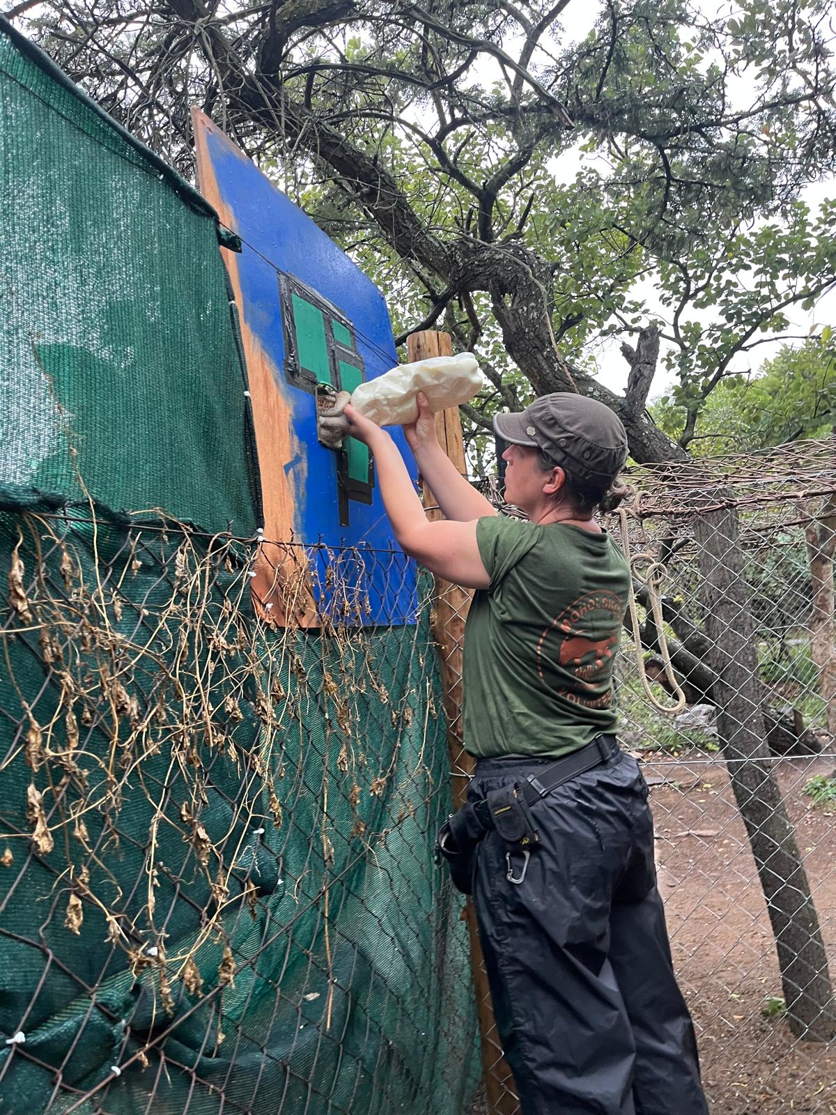 Animal care placements - Animal care placements - Student feeding a Giraffe at Moholoholo Wildlife Rehabilitation Centre