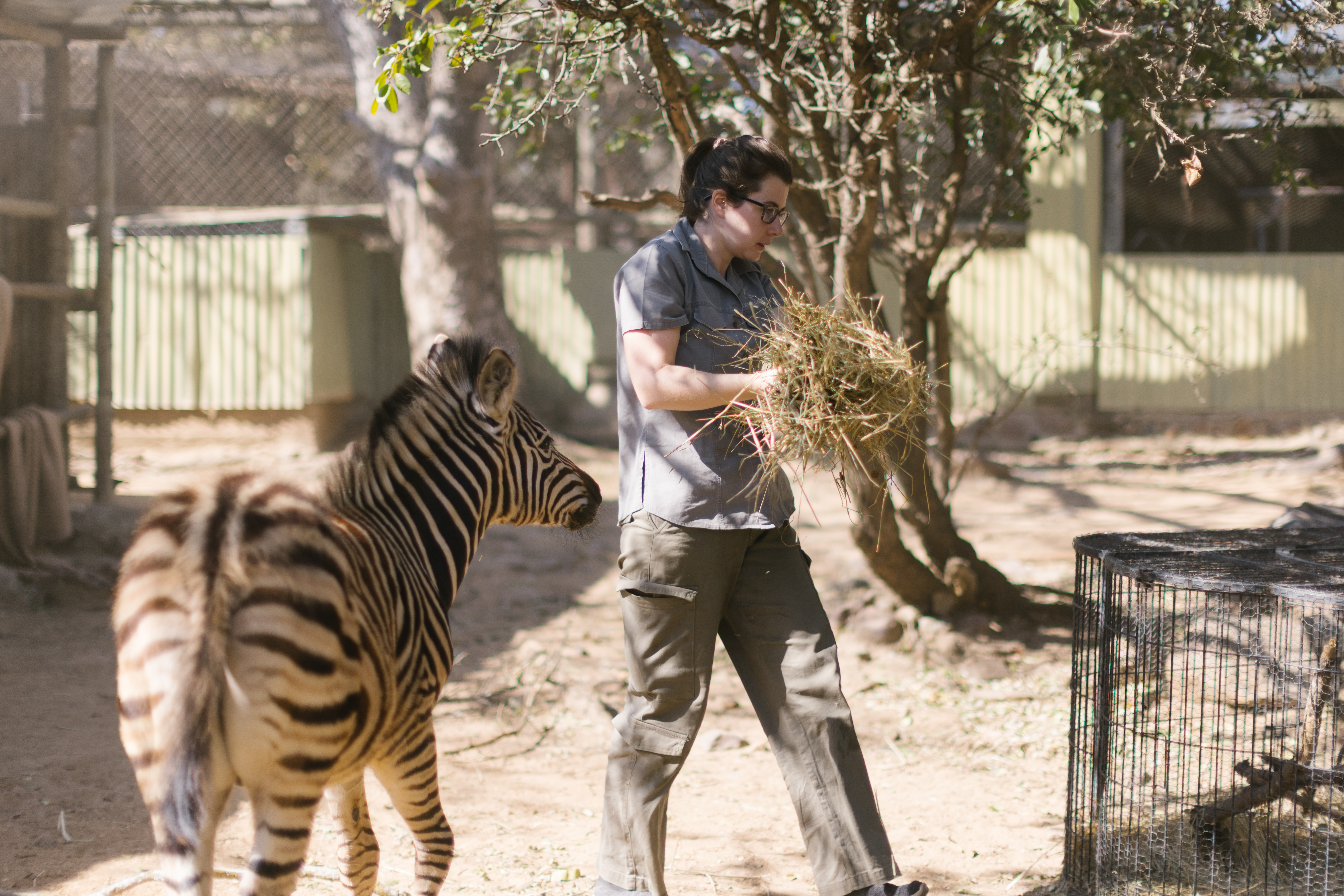 Animal care placements - Animal care placements - Cleaning with Zebra at Moholoholo Wildlife Rehabilitation Centre