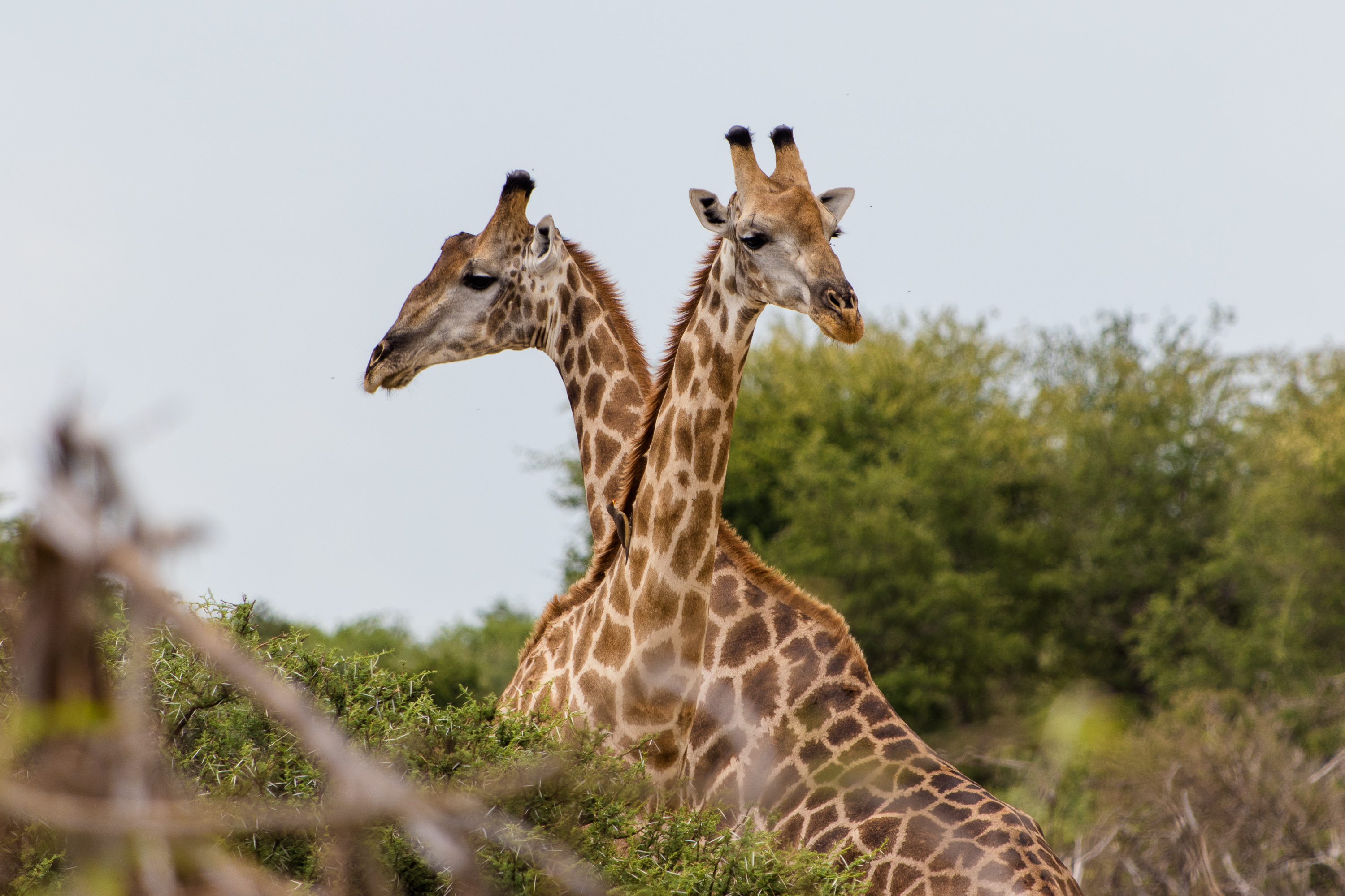 Ethical Holidays In Africa - Wildlife Travel - Giraffe in the Okavango
