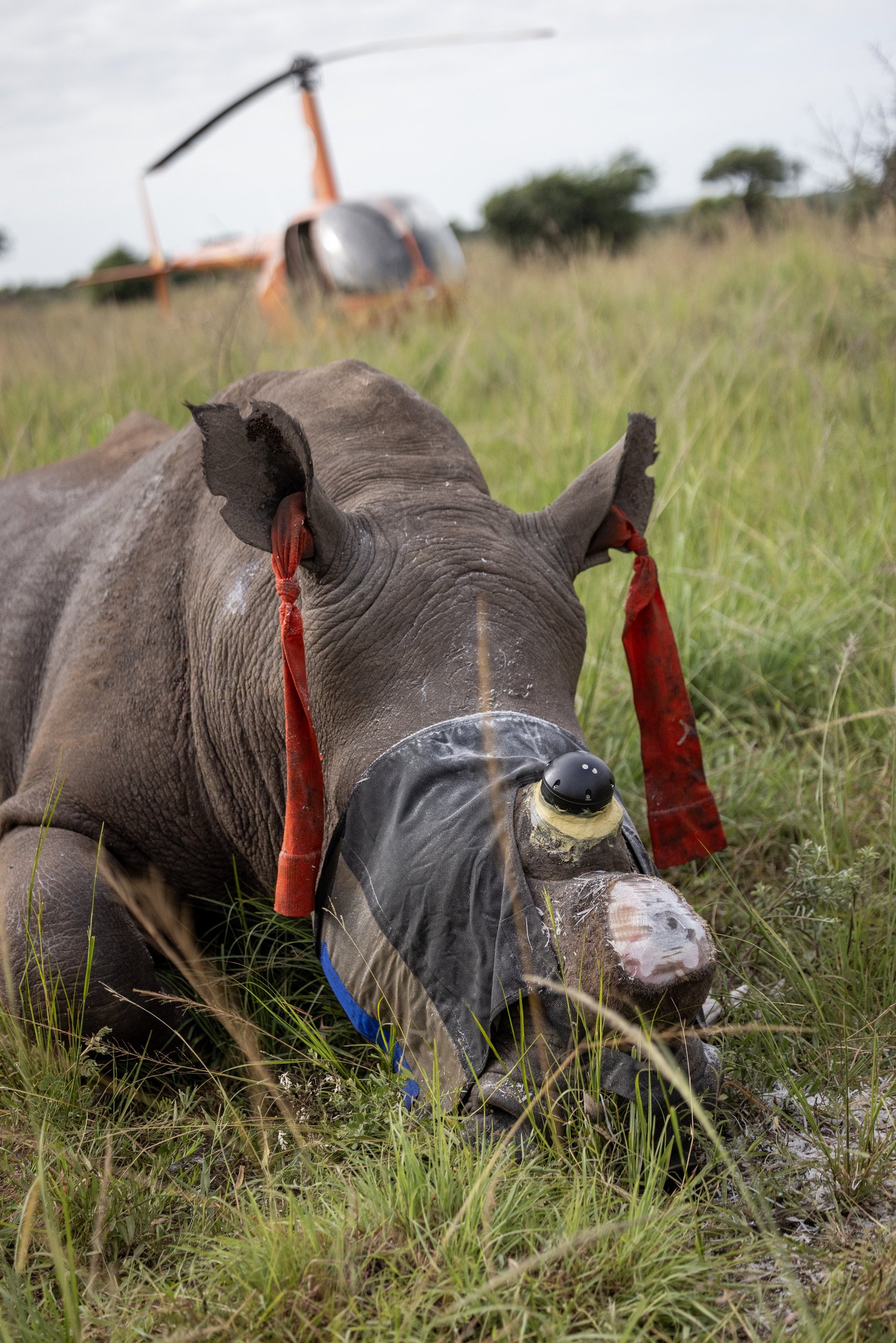 Wildlife short breaks - Wildlife Breaks Up To 14 Nights - Rhino horn trimming at Phinda Wildlife Research Project