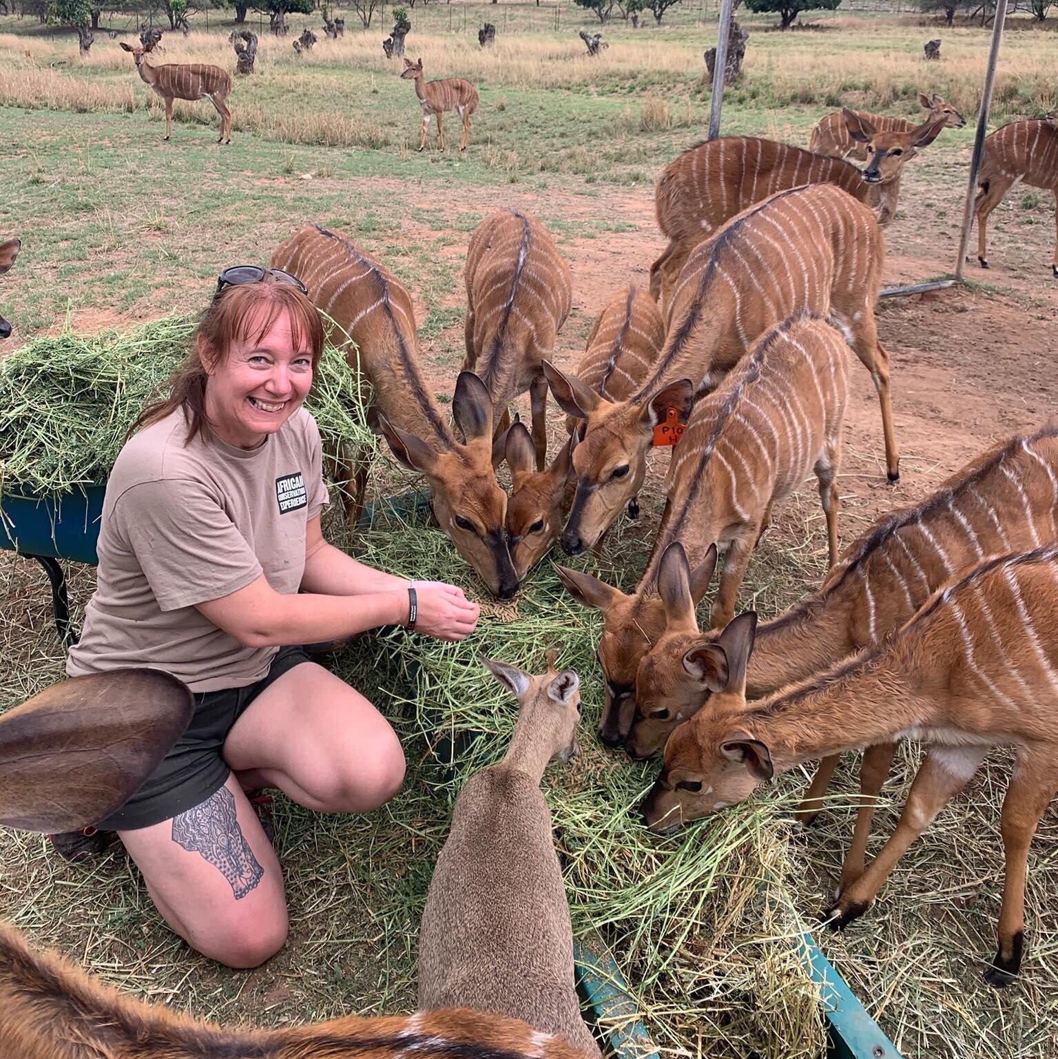 Wildlife short breaks - Wildlife Breaks Up To 14 Nights - Work at Moholoholo Wildlife Rehabilitation Centre