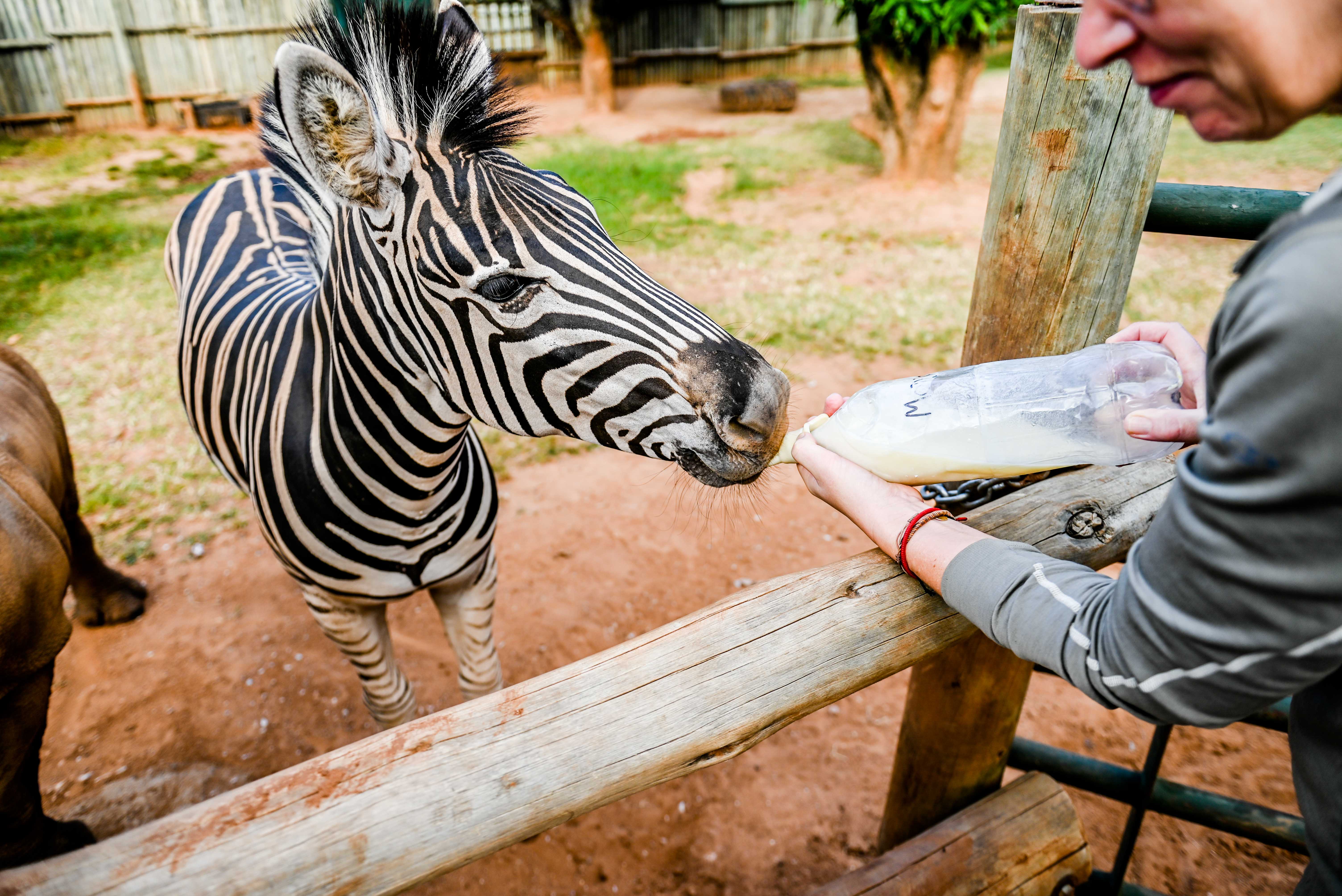 Wildlife short breaks - Wildlife Breaks Up To 14 Nights - Bottle feeding a zebra at Care For Wild Africa