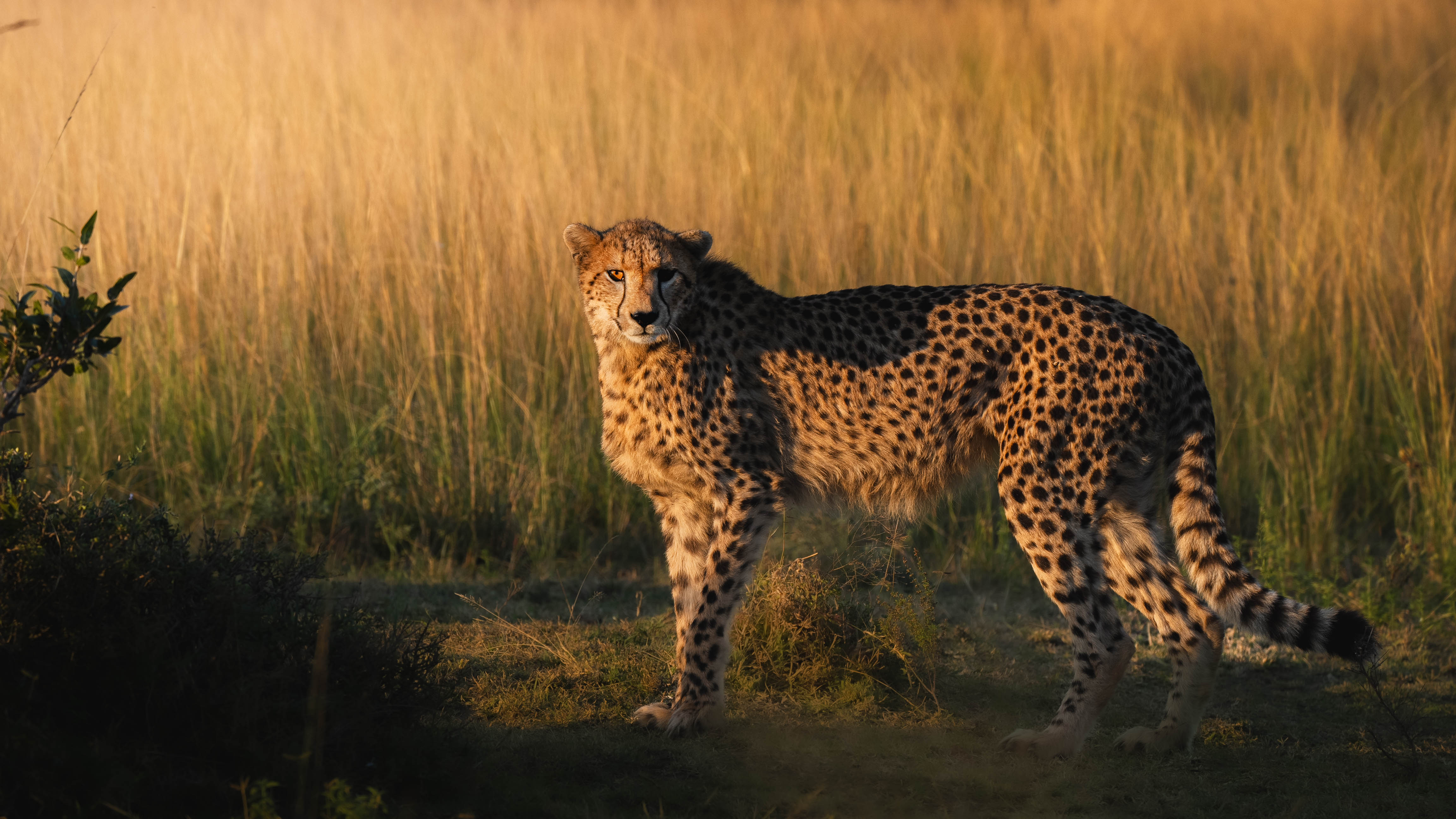 Conservation courses - Conservation courses - Cheetah