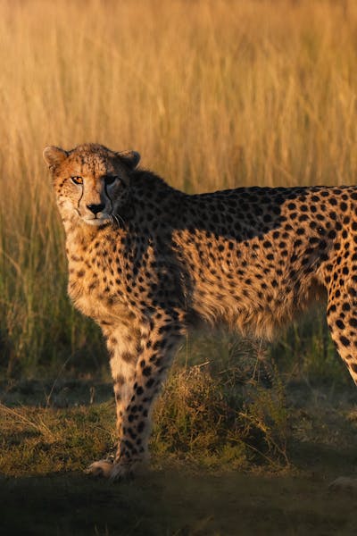 Conservation courses - Conservation courses - Cheetah