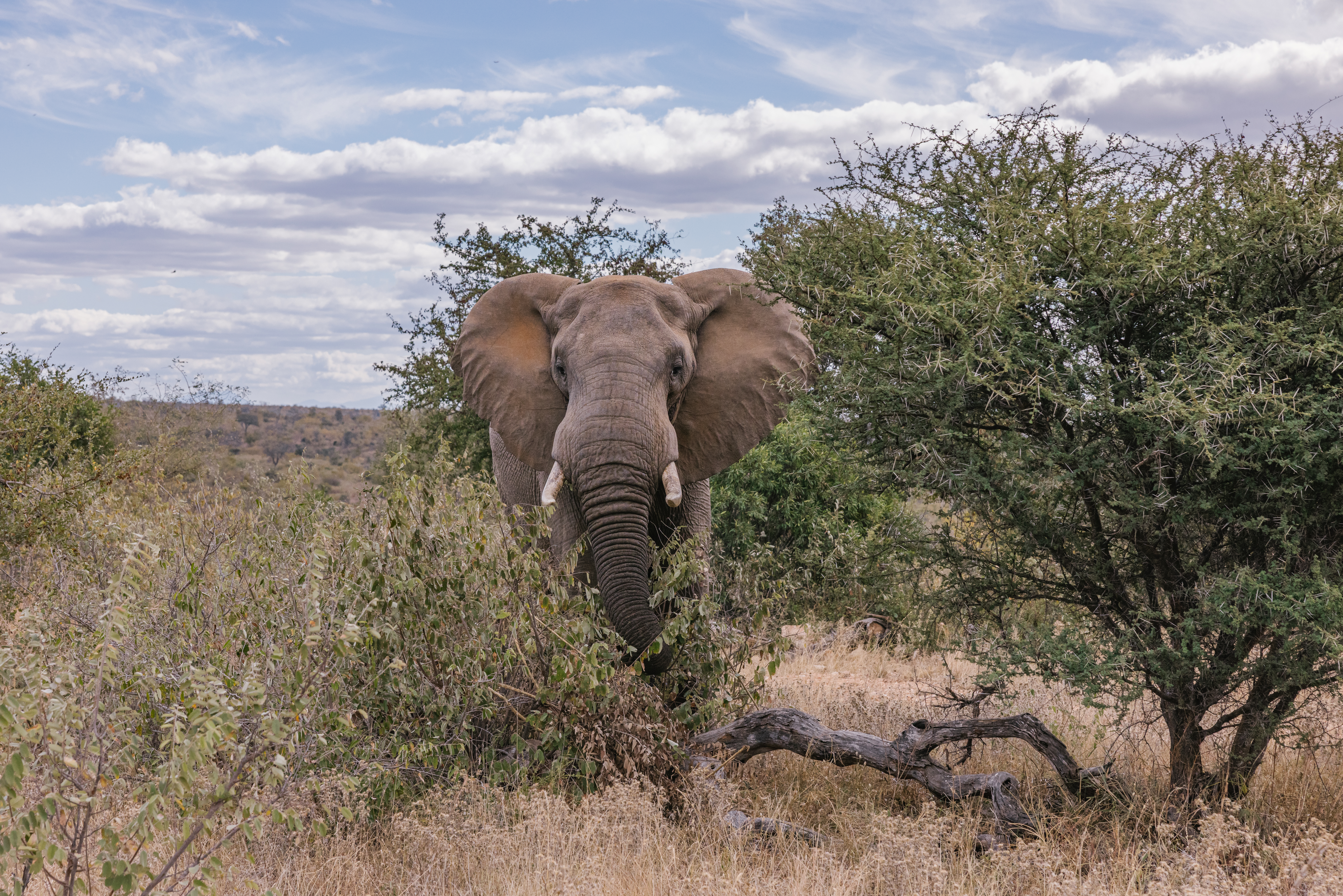 Biology school trips abroad - School Biology Field Trip - Elephant in the Kruger National Park