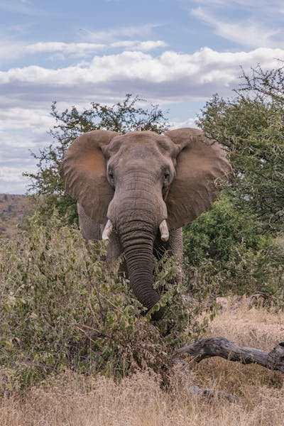 Biology school trips abroad - School Biology Field Trip - Elephant in the Kruger National Park