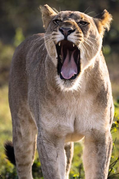 Animal care and conservation field trip to africa - Animal Care Field Trip - Lion