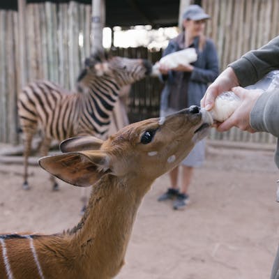 Animal care and conservation field trip to africa - Animal Care Field Trip - Student feeding animals at Moholoholo Wildlife Rehabilitation Centre