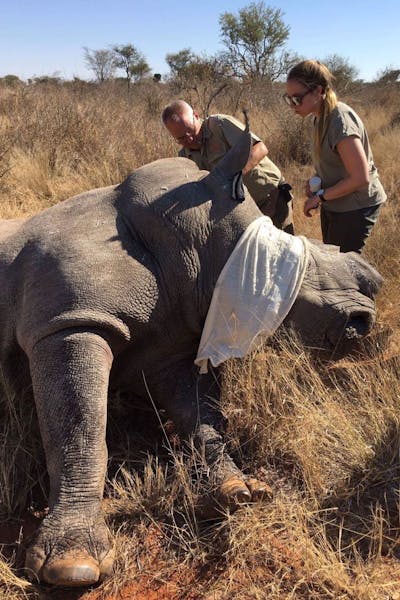 Wildlife veterinary trip to africa for universities - Veterinary Field Trip - Students part of rhino horn trimming