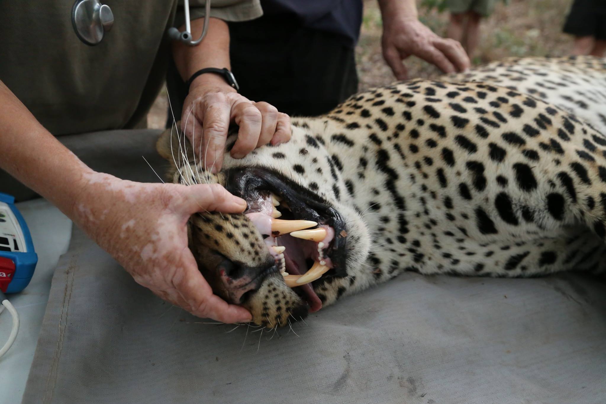 Wildlife veterinary trip to africa for universities - Veterinary Field Trip - Group of students caring sedated leopard