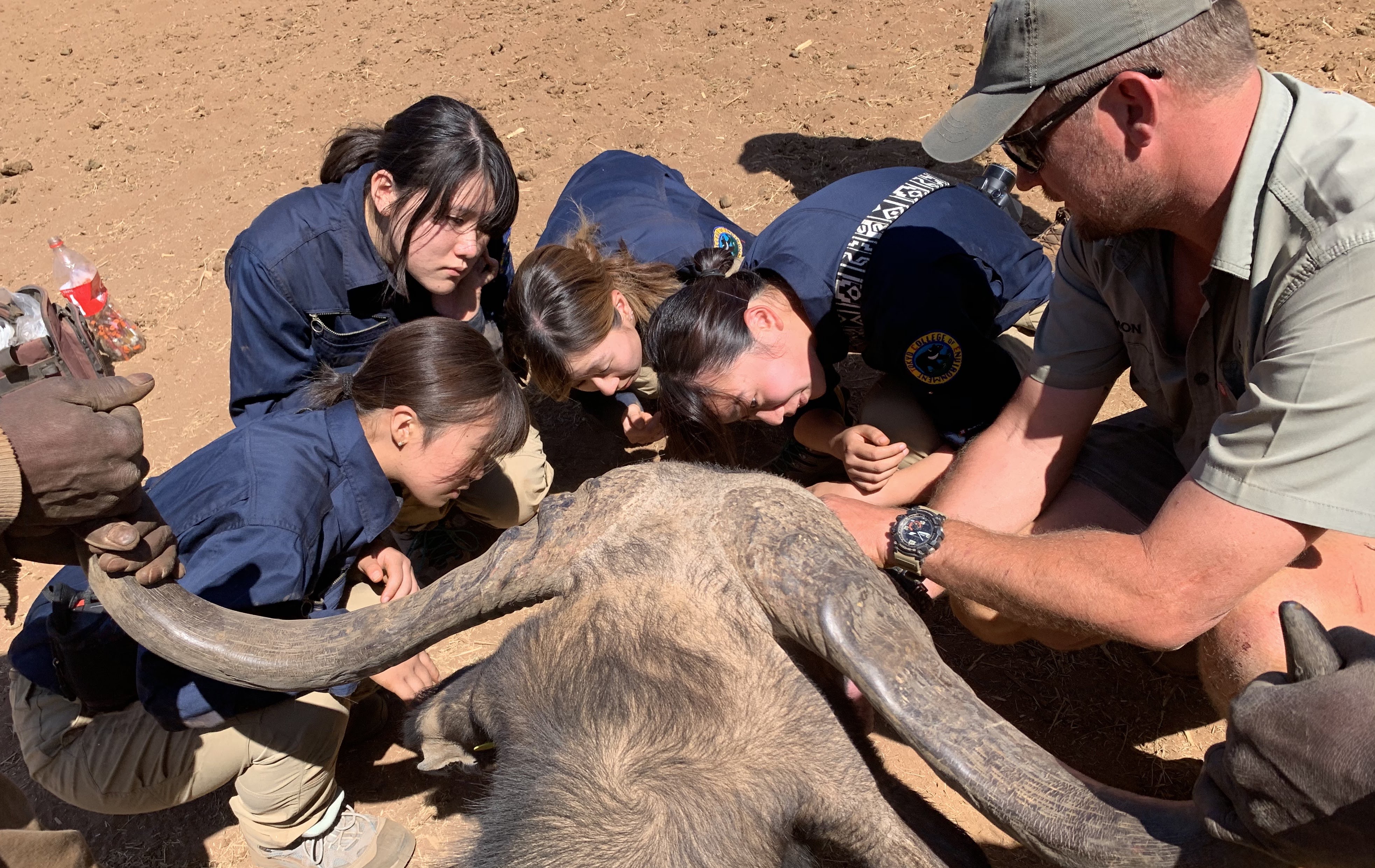 Wildlife veterinary trip to africa for universities - Veterinary Field Trip - Students working