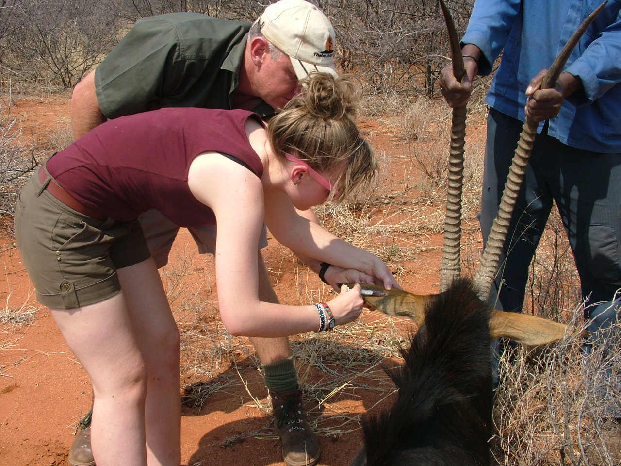Wildlife veterinary trip to africa for universities - Veterinary Field Trip - Students injecting a sedated antelope